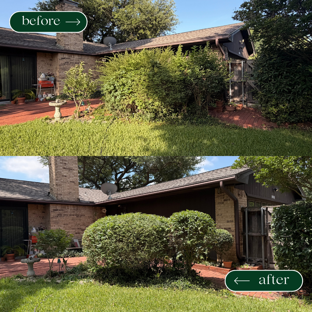 Freshly trimmed hedges creating a polished landscape appearance.
