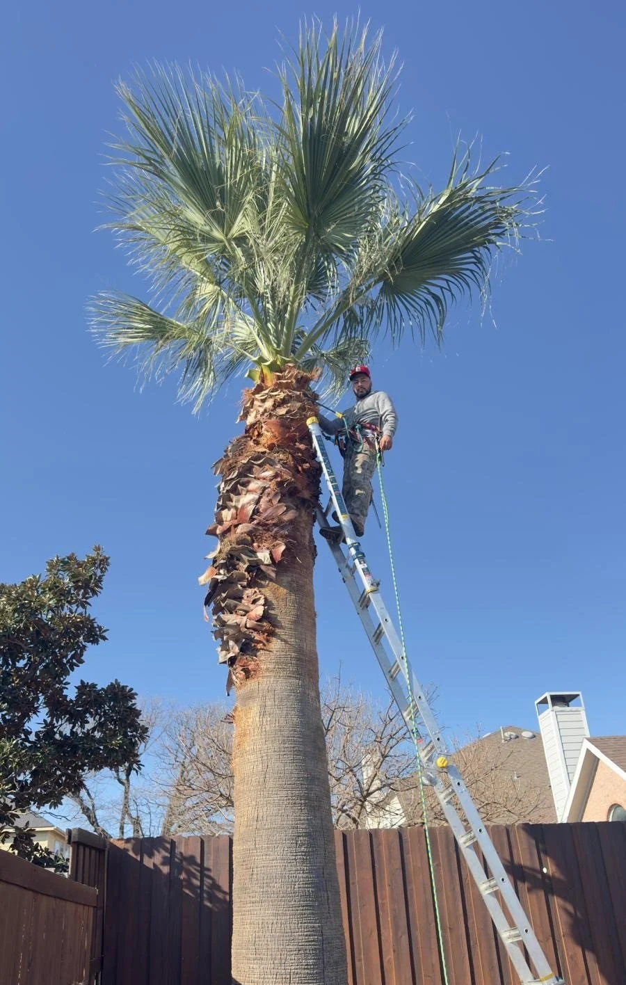A man on a ladder trimming or inspecting a tall palm tree with large green fronds under a clear blue sky.