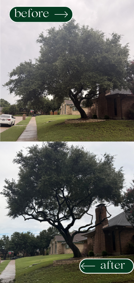 esidential tree pruning performed by Rodrigo Soto Tree Services.