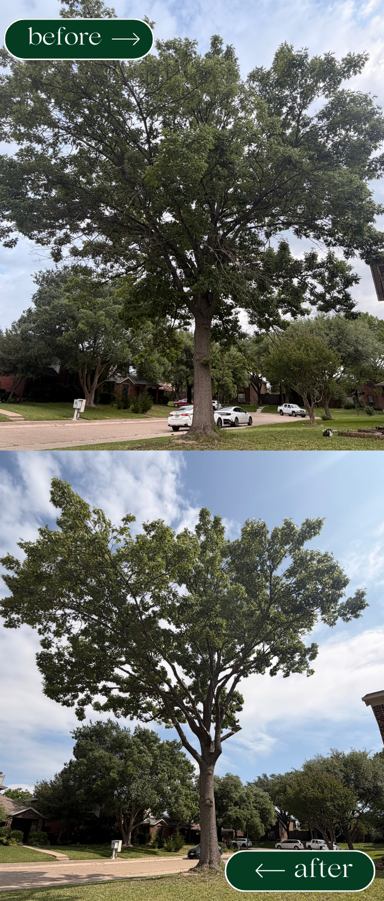 BIG TRIMMING LIMBS TREES