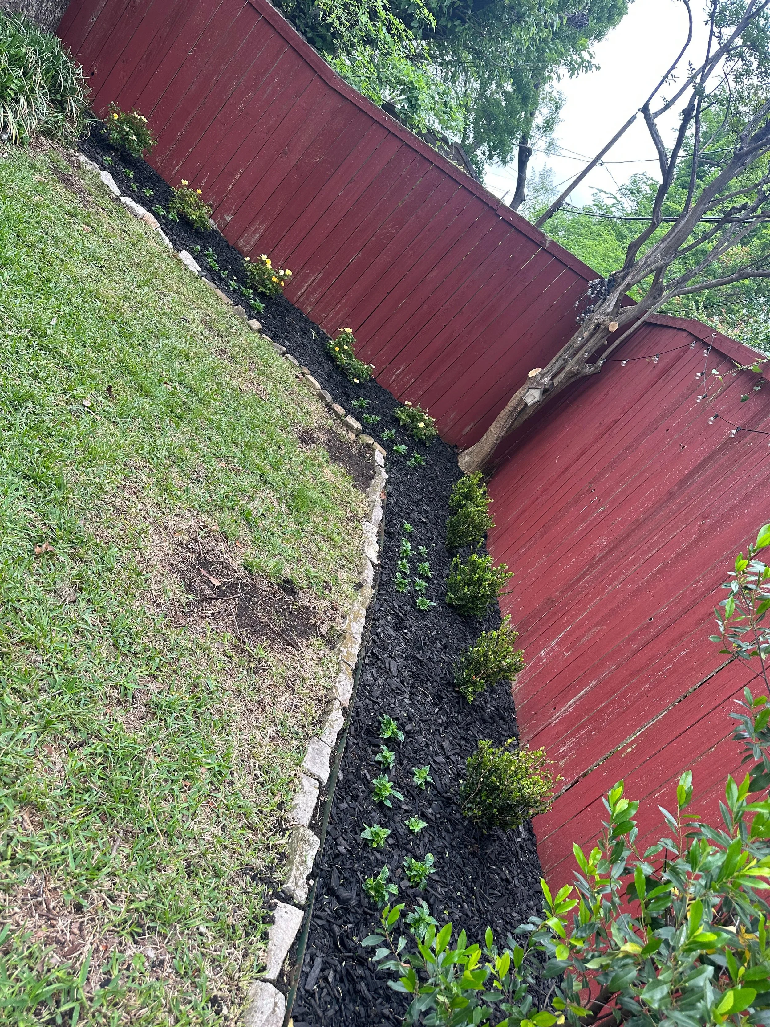 A garden with a green grassy lawn, small plants and bushes, a flower bed with black mulch and yellow flowers, and a red wooden fence with a leafless tree leaning against it. String lights are hanging on the tree.