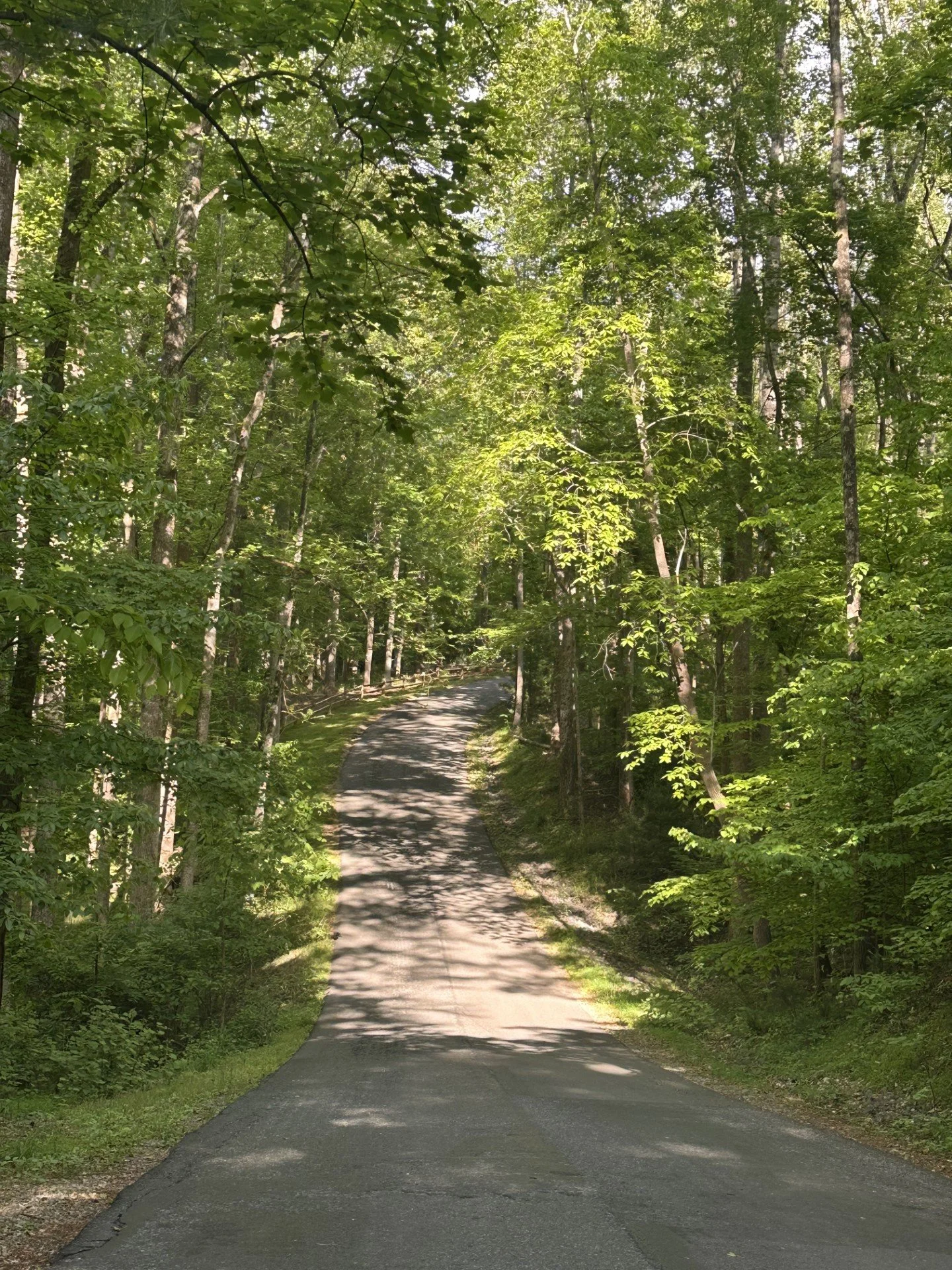 A winding paved path through a lush green forest with tall trees and dense foliage in Rocky Mount Virginia