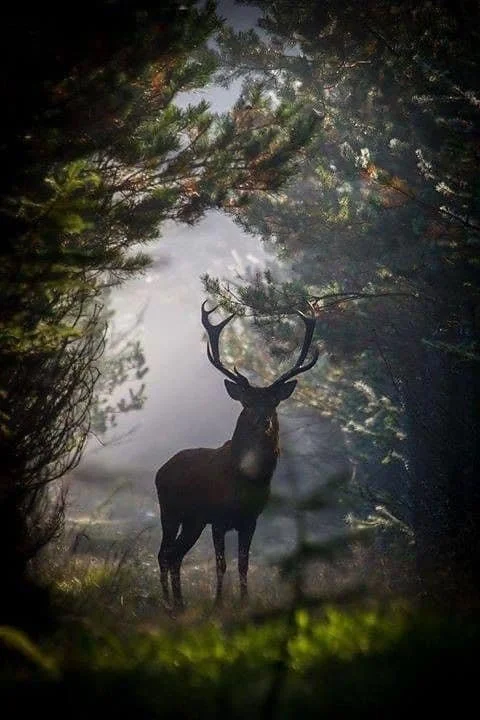 A silhouette of a deer with large antlers standing among trees and fog in a forest.