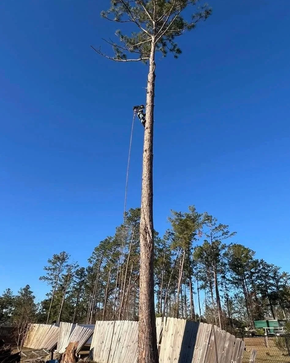 A worker in a harness climbing a tall pine tree for trimming or removal, set against a clear blue sky with other trees and a wooden fence in the background.