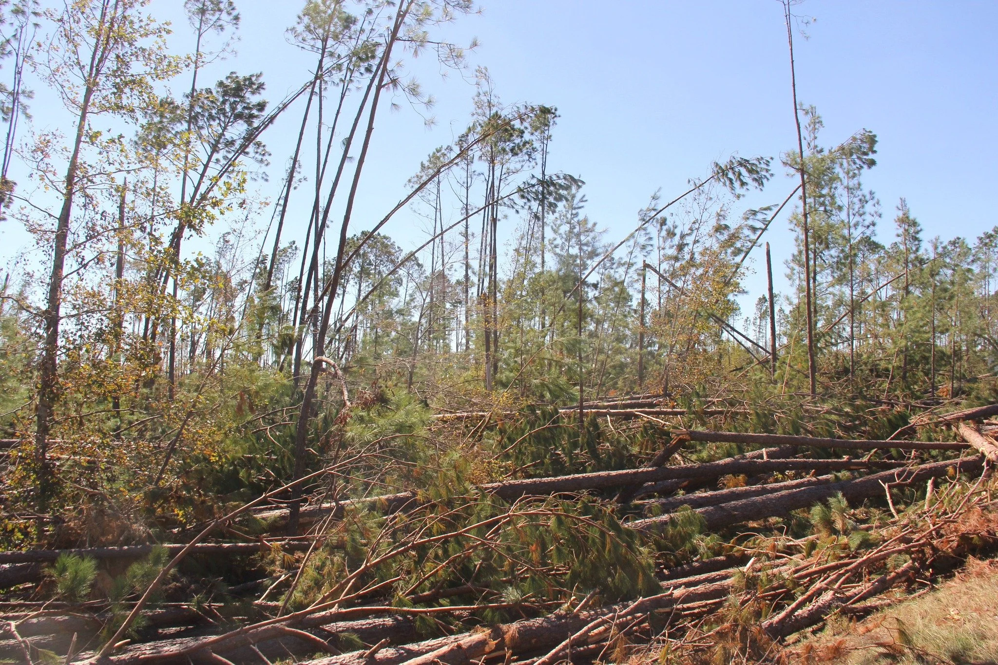 A forest scene with many fallen trees, broken branches, and damaged vegetation under a clear blue sky, indicating a recent storm or natural destruction.
