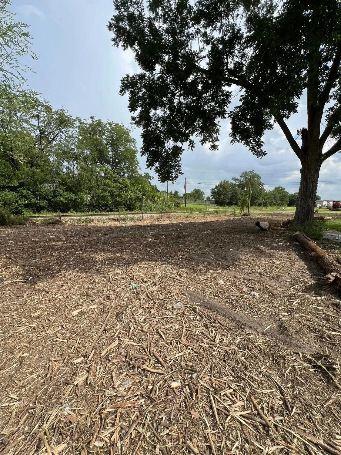 A large tree providing shade over a cleared, dirt area with scattered wood chips, logs, and some distant green trees.