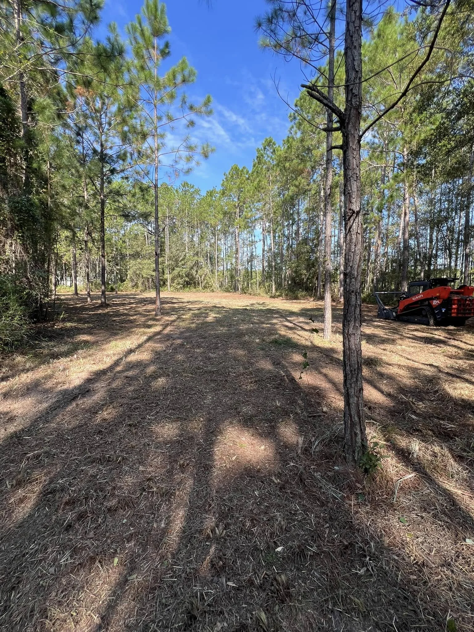 A forest clearing with tall pine trees under a blue sky with some clouds, and a red tractor on the right side.