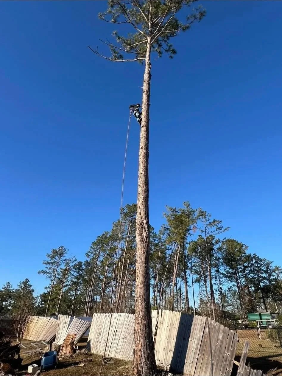 A person climbing and cutting a tall tree using climbing gear, with a clear blue sky in the background.