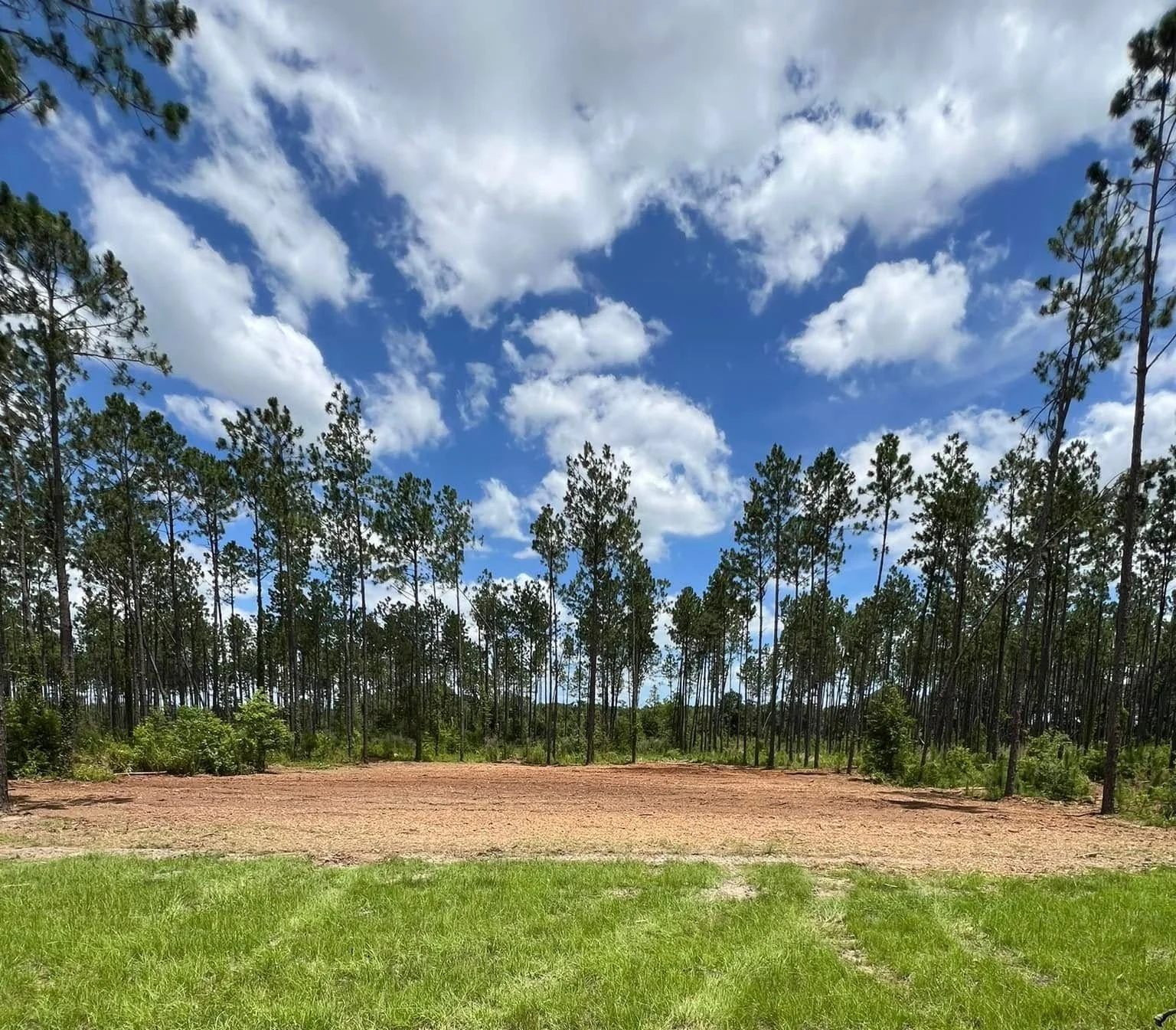 Open grassy area in foreground with patches of green grass, a dirt clearing, and a dense lot of tall pine trees extending into the background beneath a partly cloudy sky.