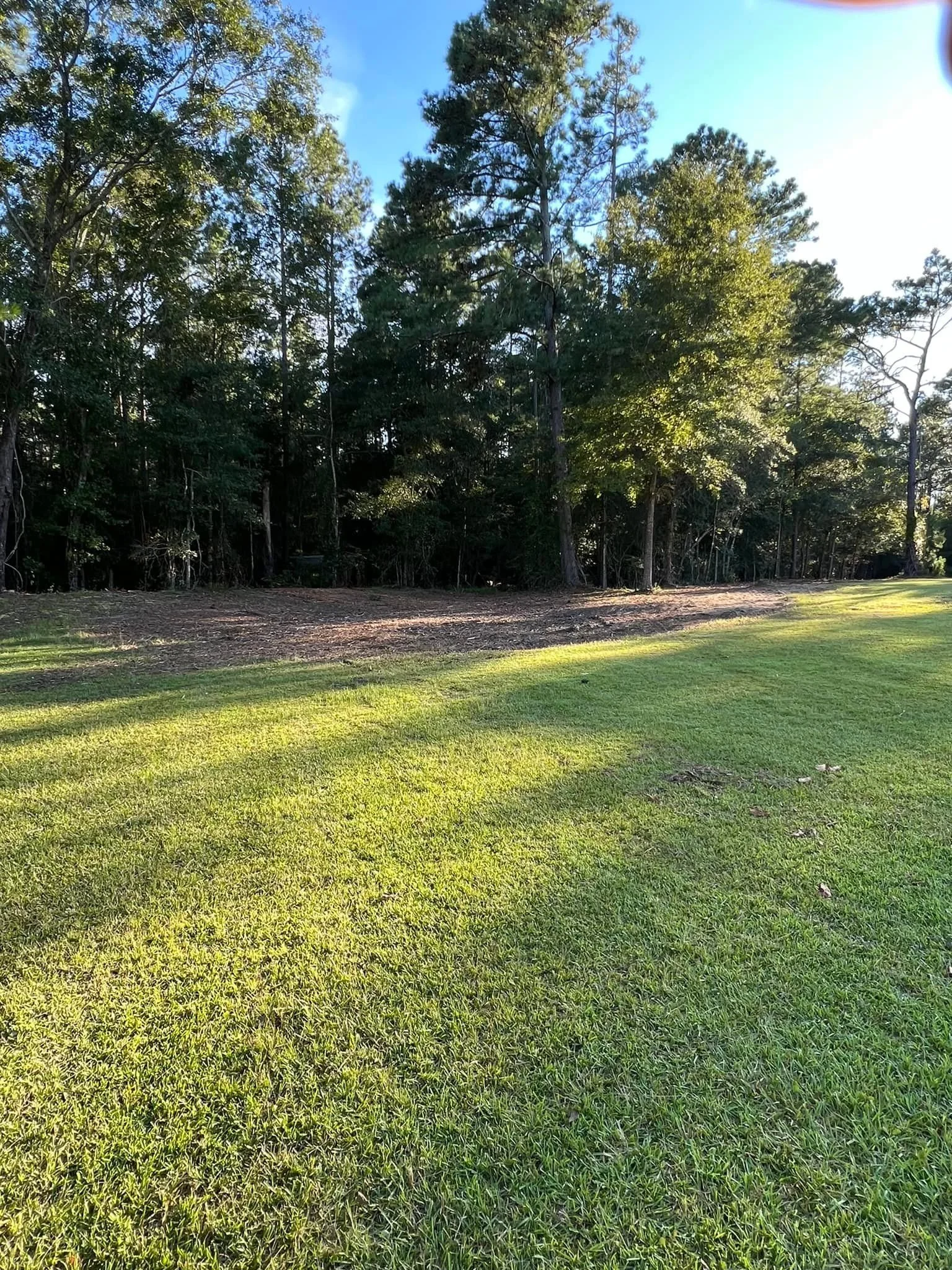 A grassy field with lush green grass in the foreground and a dense line of trees with green leaves under a clear blue sky in the background.