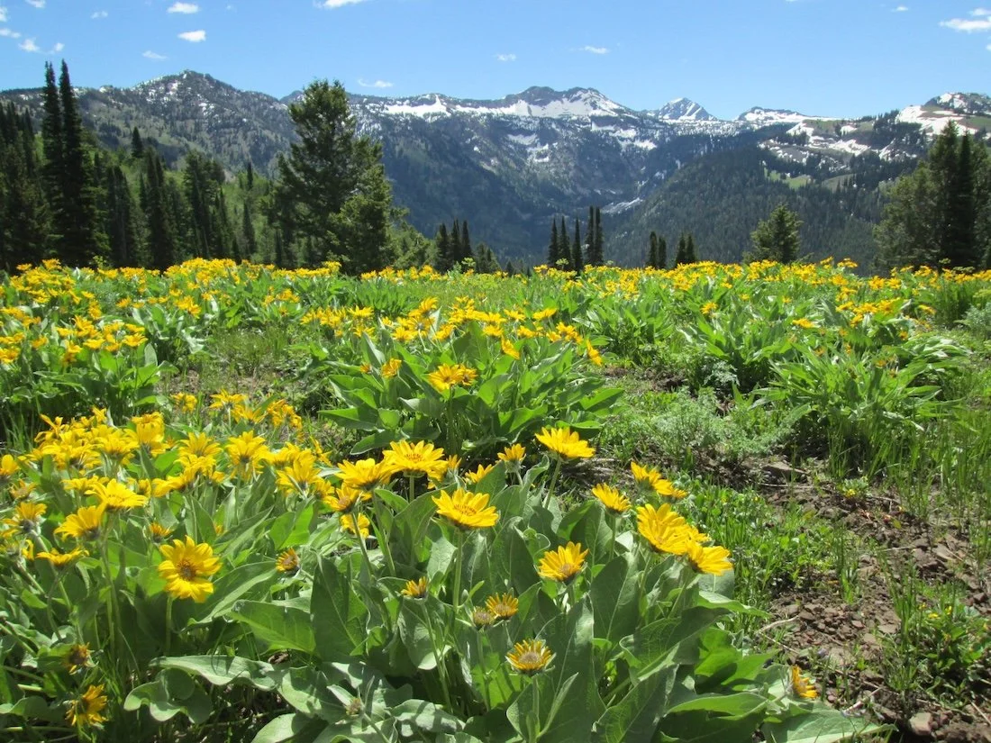 A field of yellow wildflowers with green leaves, tall mountains with snow patches, and evergreen trees in the background under a blue sky with clouds.