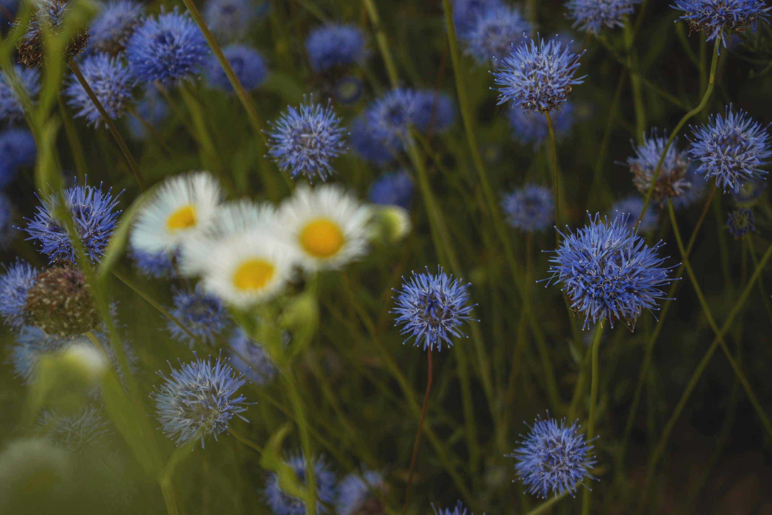Close-up of blue spherical flowers, possibly bachelor buttons, with some white daisies with yellow centers in the foreground.