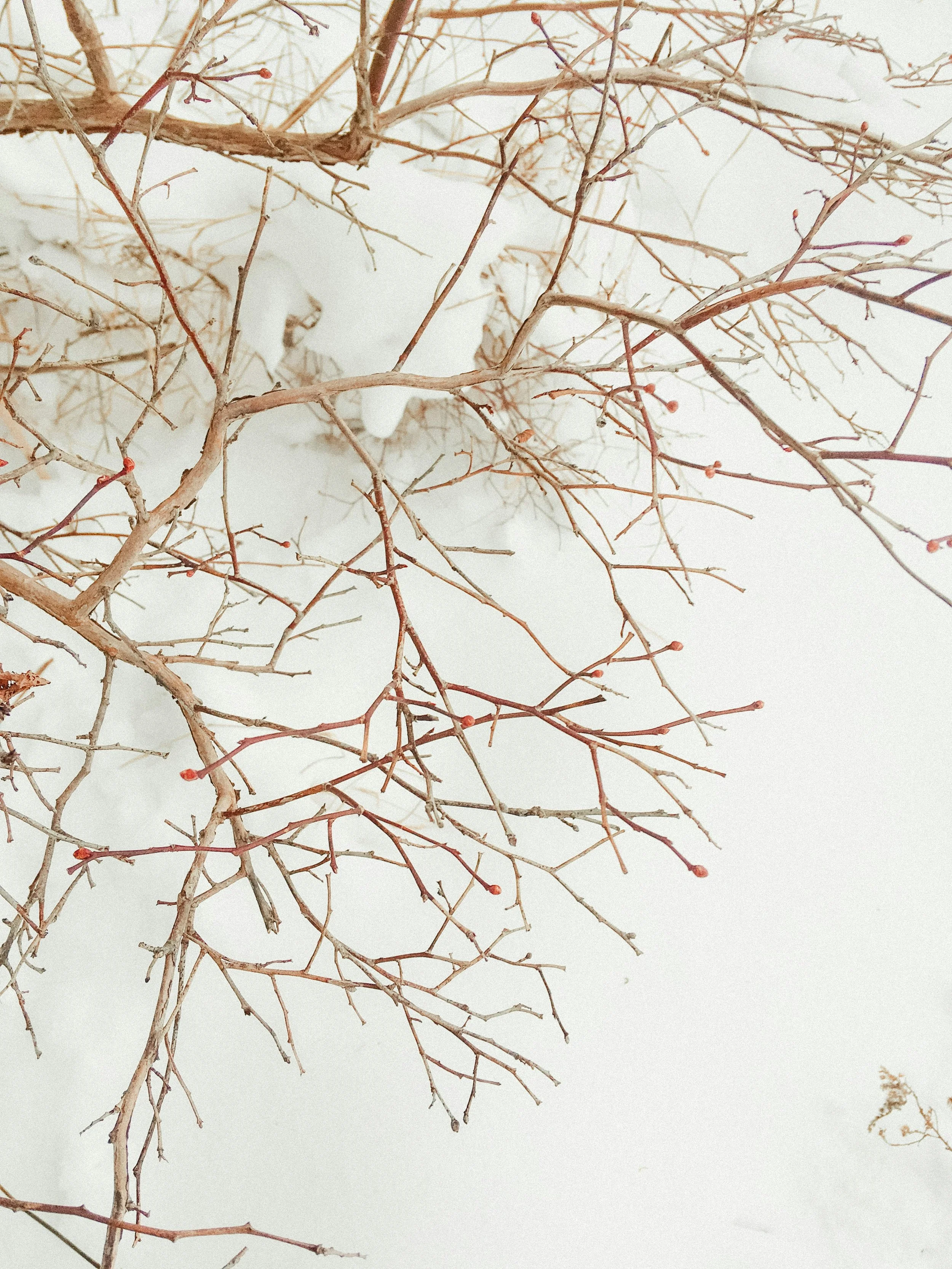 A close-up of a network of bare tree branches with small reddish buds against a plain white background.