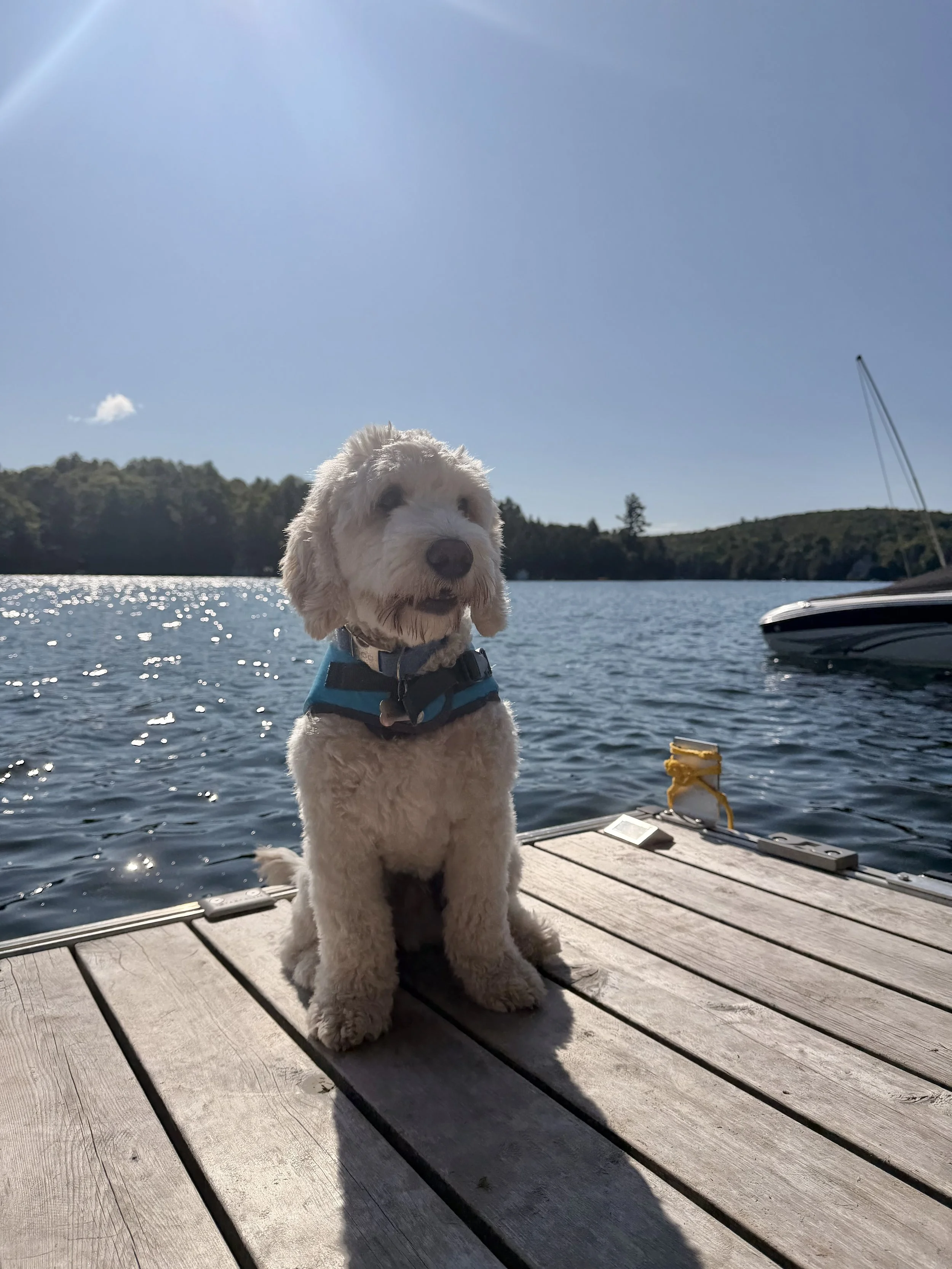 Sally Lygo’s dog enjoying time by the water, shared on Sally’s bio page.