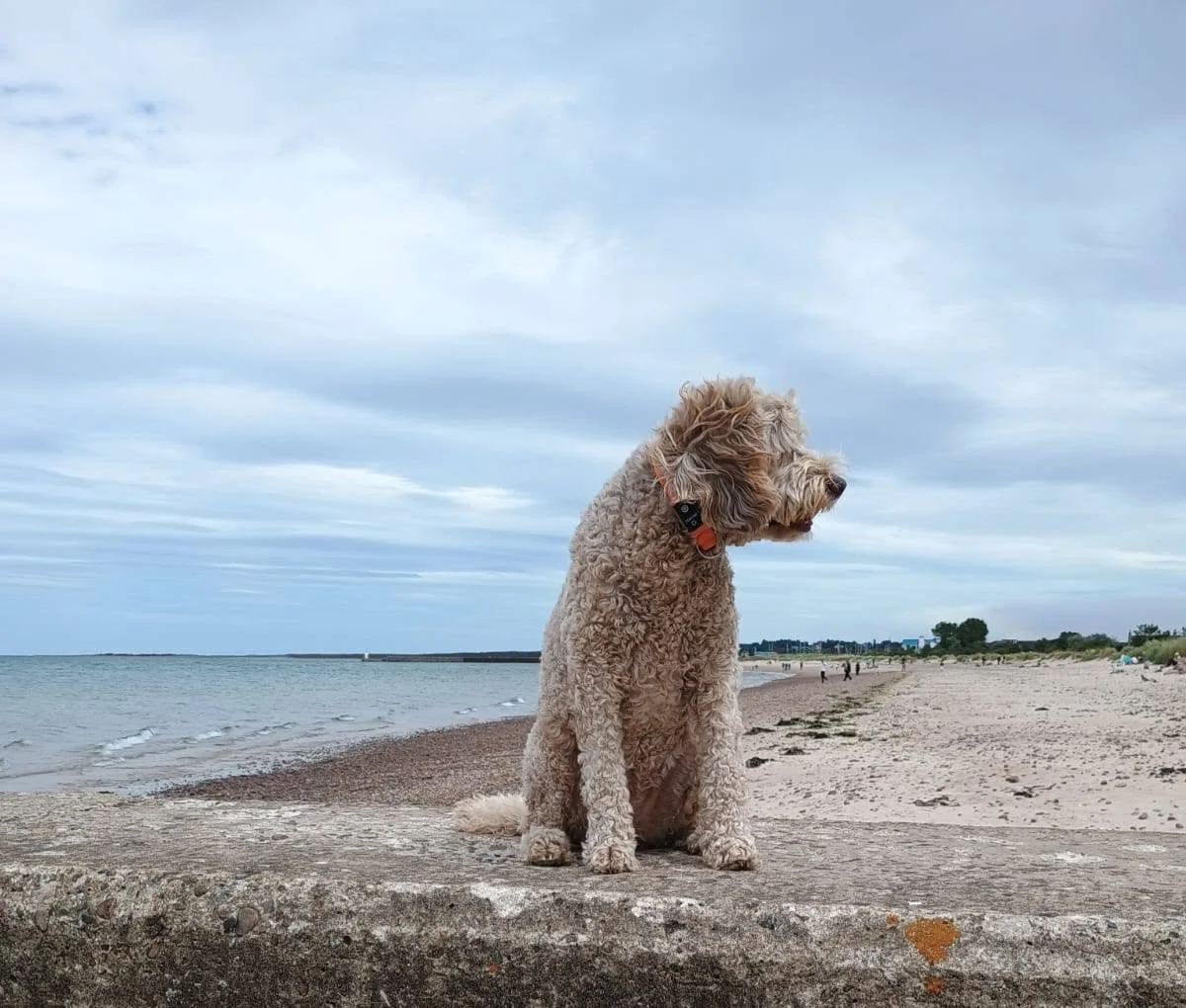 A curly-haired dog sitting on a concrete ledge at a beach with sand, water, and cloudy sky in the background.