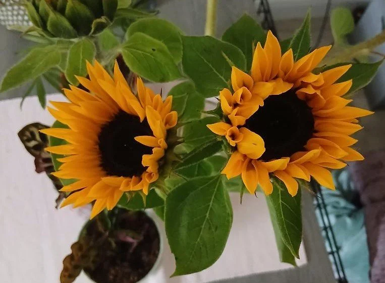 Two blooming sunflowers with yellow petals and dark centers, surrounded by green leaves.