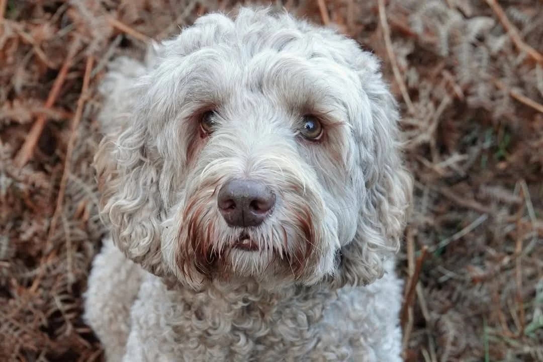 Close-up of a curly-haired dog with heterochromatic eyes, one blue and one brown, sitting on a bed of pine needles.