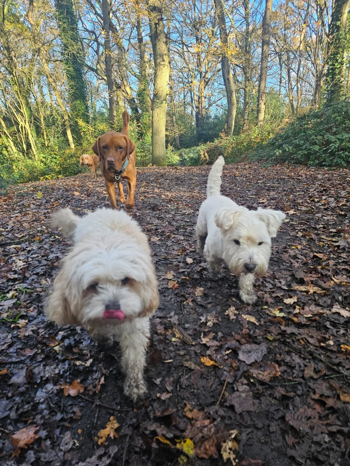 Four dogs on a trail in a forest with trees and fallen leaves, two small white dogs in the front, one mushing into the camera with a pink tongue, one brown dog in the middle, and another small dog partially visible in the background.