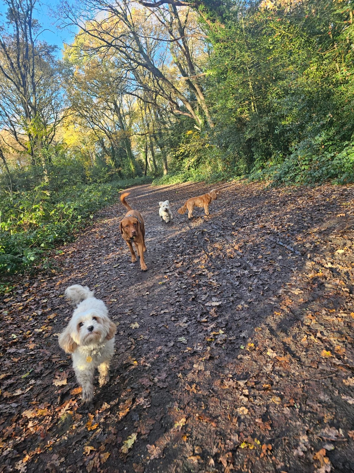 Four dogs walking on a dirt and leaf-covered trail through a forest with tall trees and green foliage.