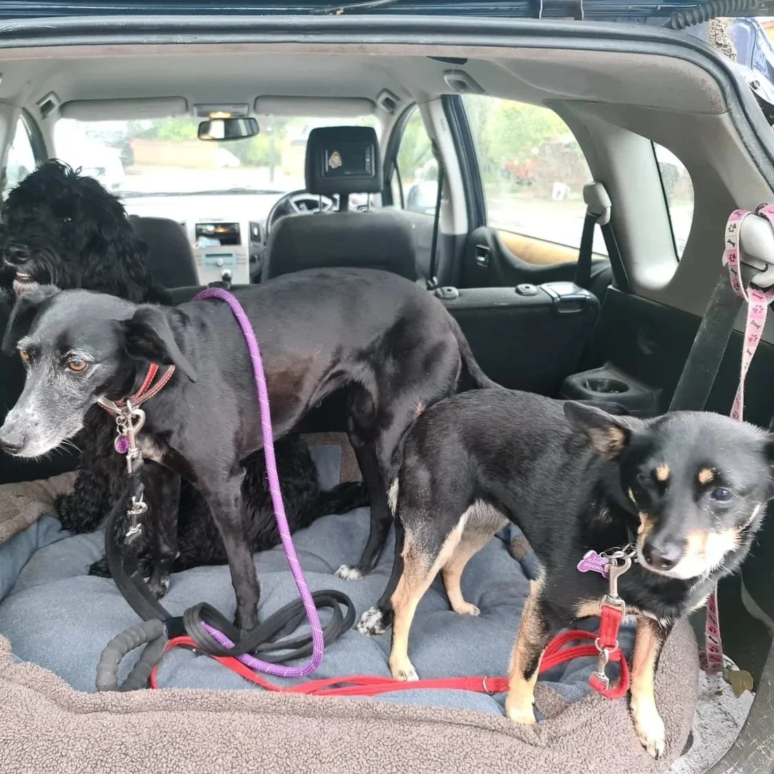 Three dogs inside a vehicle's trunk, with some seats and a rearview mirror visible through the front windshield.
