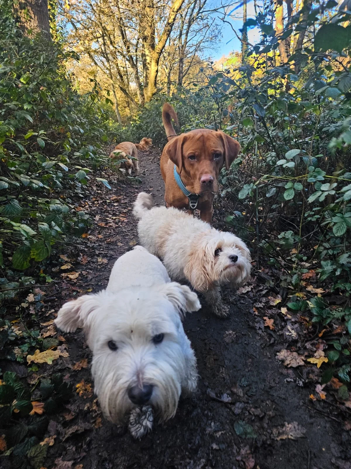 Daycare/ 2 walks a day