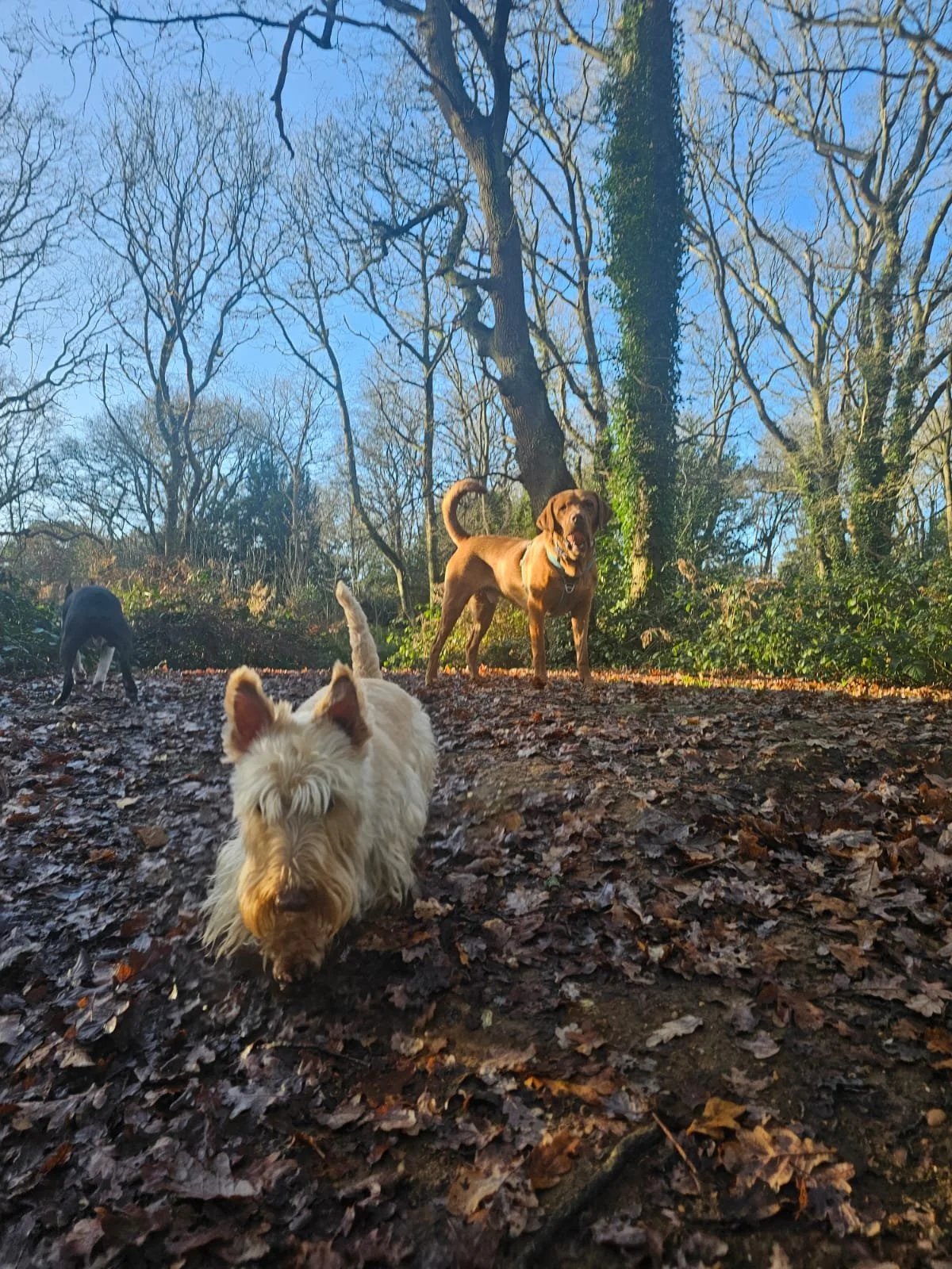 Three dogs in a wooded forest on a sunny day with bare trees and fallen leaves on the ground. The closest dog is white with scruffy fur, and there is a brown dog in the middle background with a collar, along with a smaller black and white dog in the back.