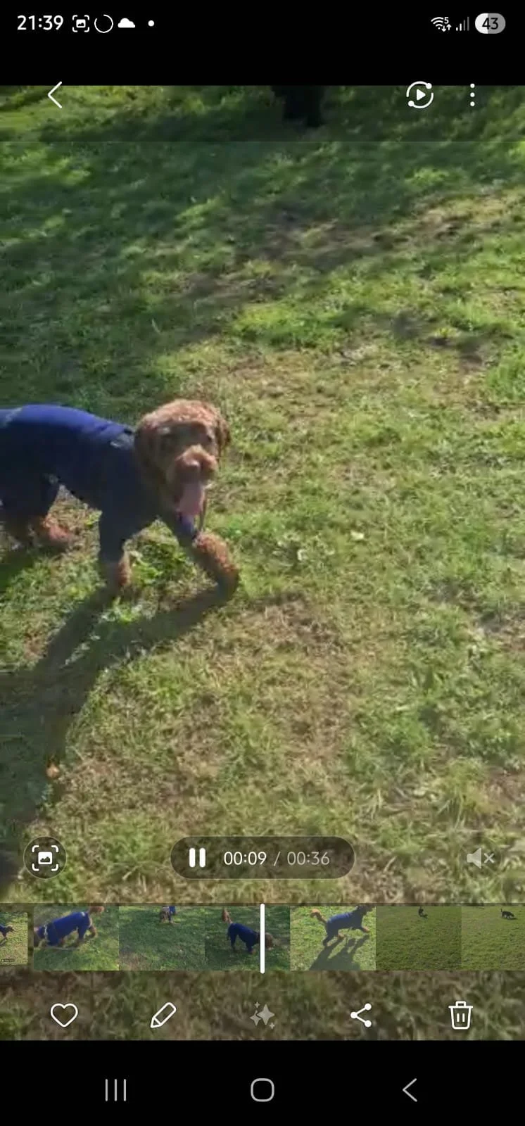 A brown dog wearing a dark jacket standing on grass in an outdoor setting.