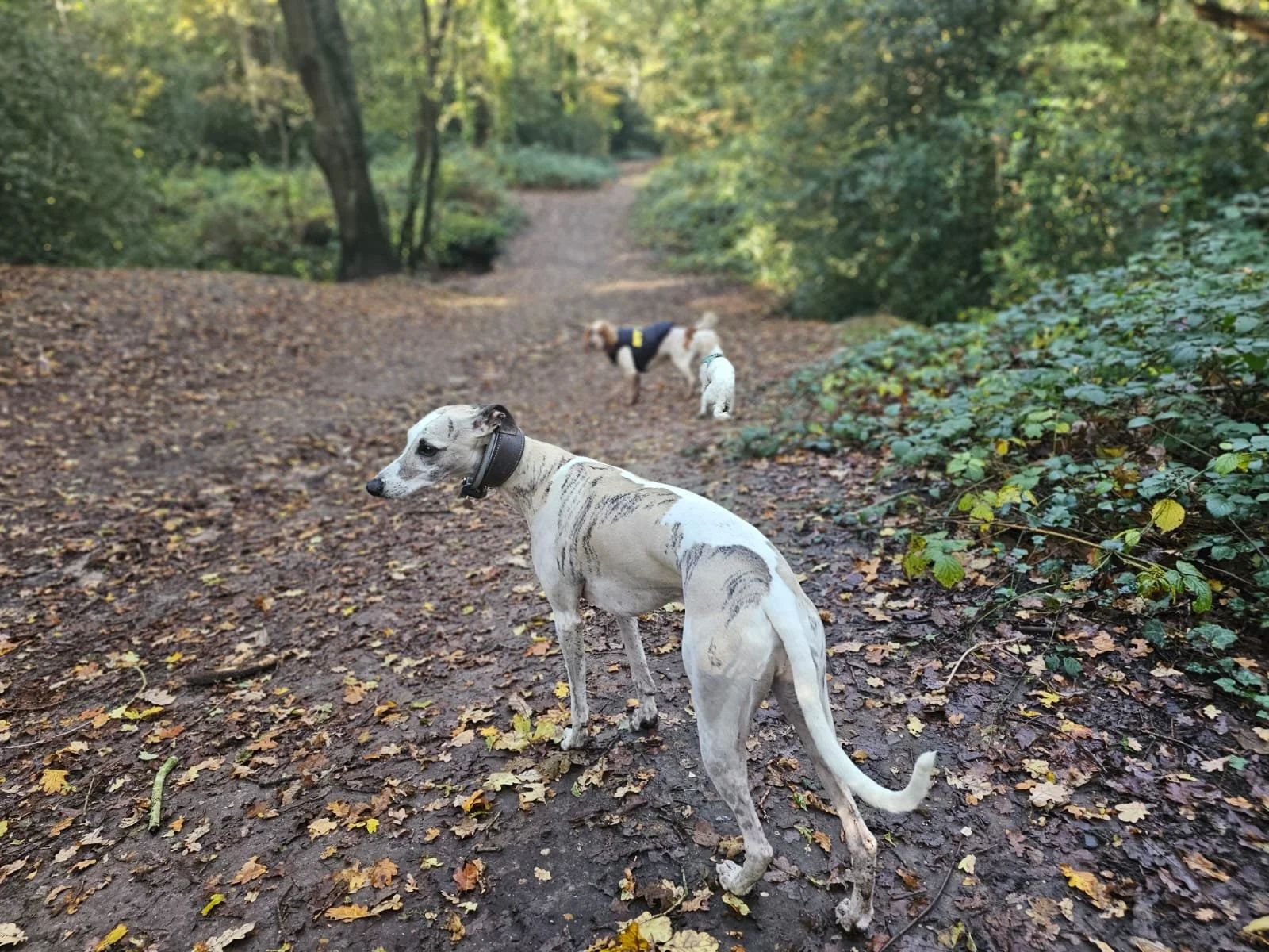 Three dogs walking on a forest trail covered with leaves, with trees and bushes surrounding the path.