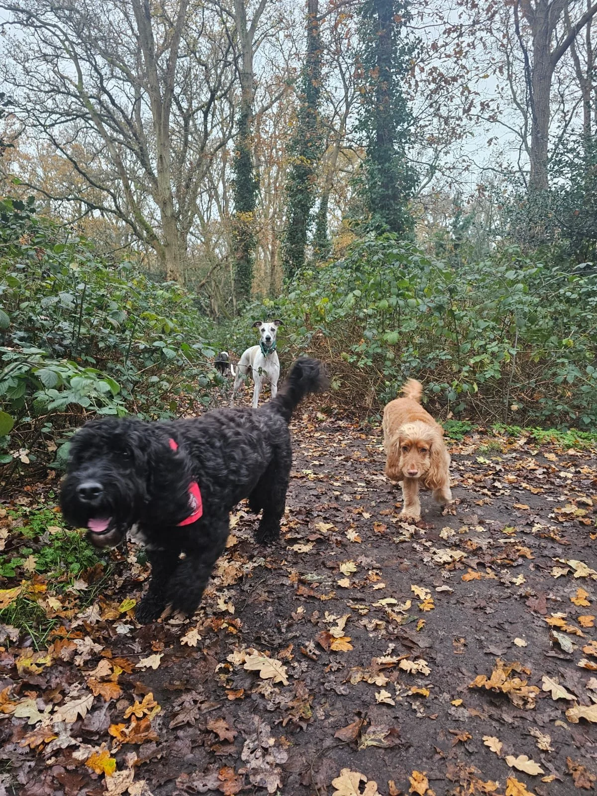 Four dogs walking on a leaf-covered trail in a wooded area during autumn, with trees and bushes in the background.
