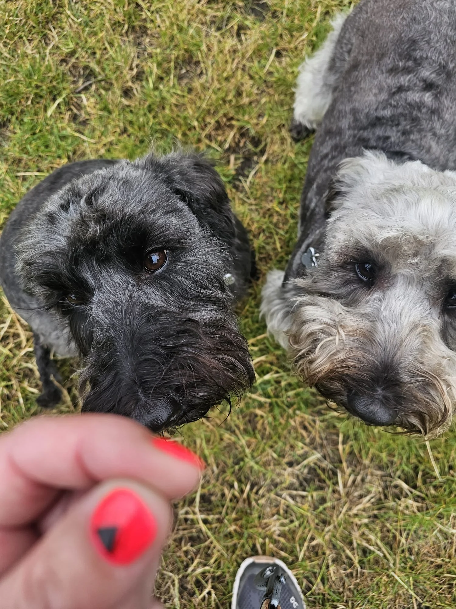 Three small dogs with curly fur on grassy ground, one being touched by a person with pink-painted nails.