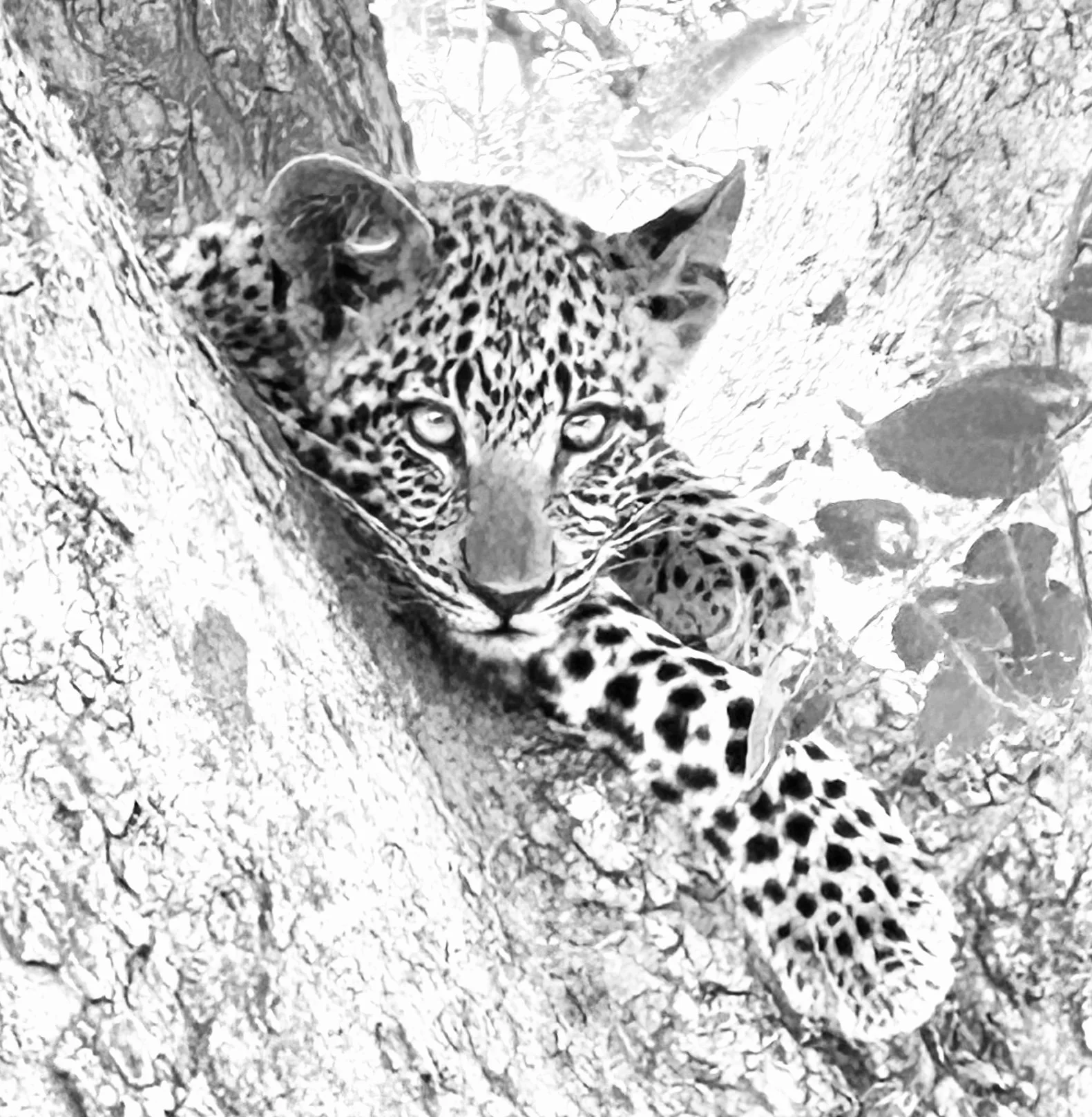Okavango Delta