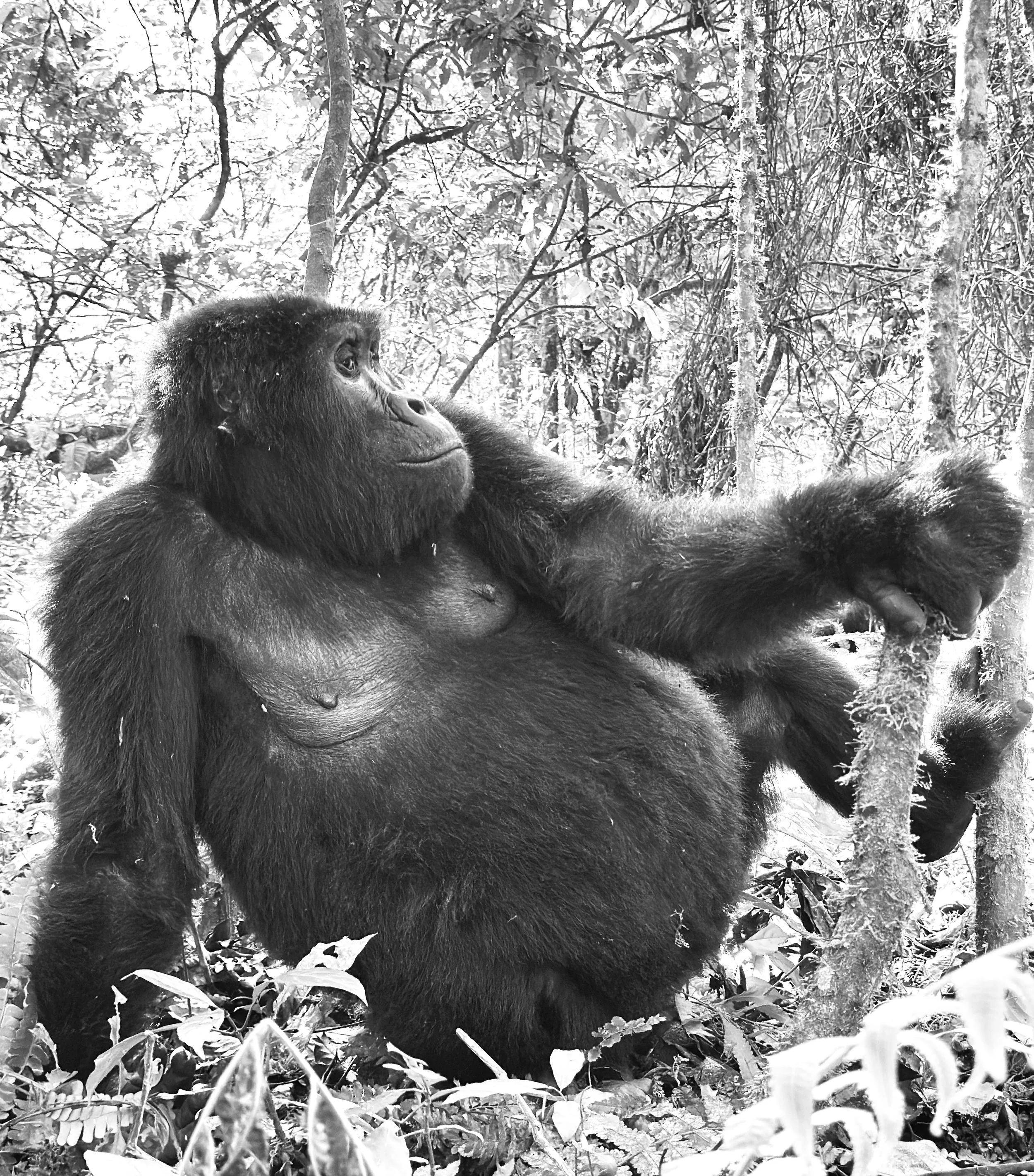Uganda