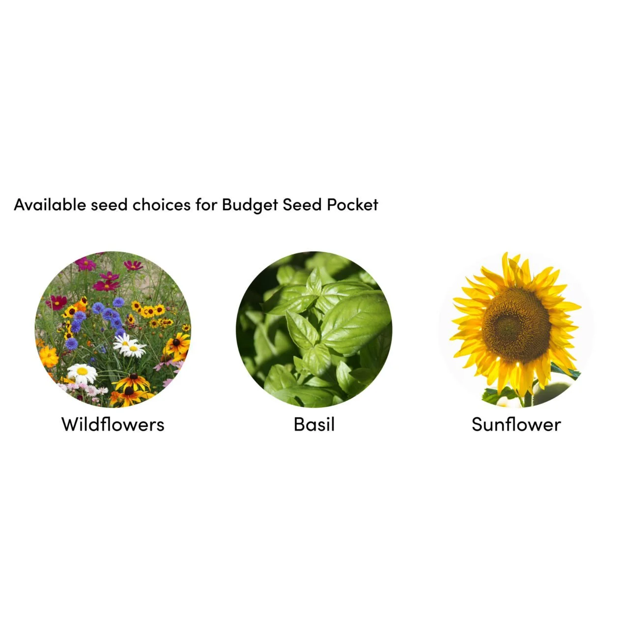 Budget-Seed-Pocket-seed-choices-1280x1280.jpg