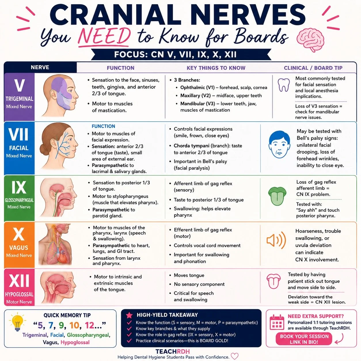 Cranial nerves show up everywhere on the National Boards and these 5 are the ones you need to know cold 🧠

✅ CN V &ndash; Trigeminal
✅ CN VII &ndash; Facial
✅ CN IX &ndash; Glossopharyngeal
✅ CN X &ndash; Vagus
✅ CN XII &ndash; Hypoglossal

Focus on