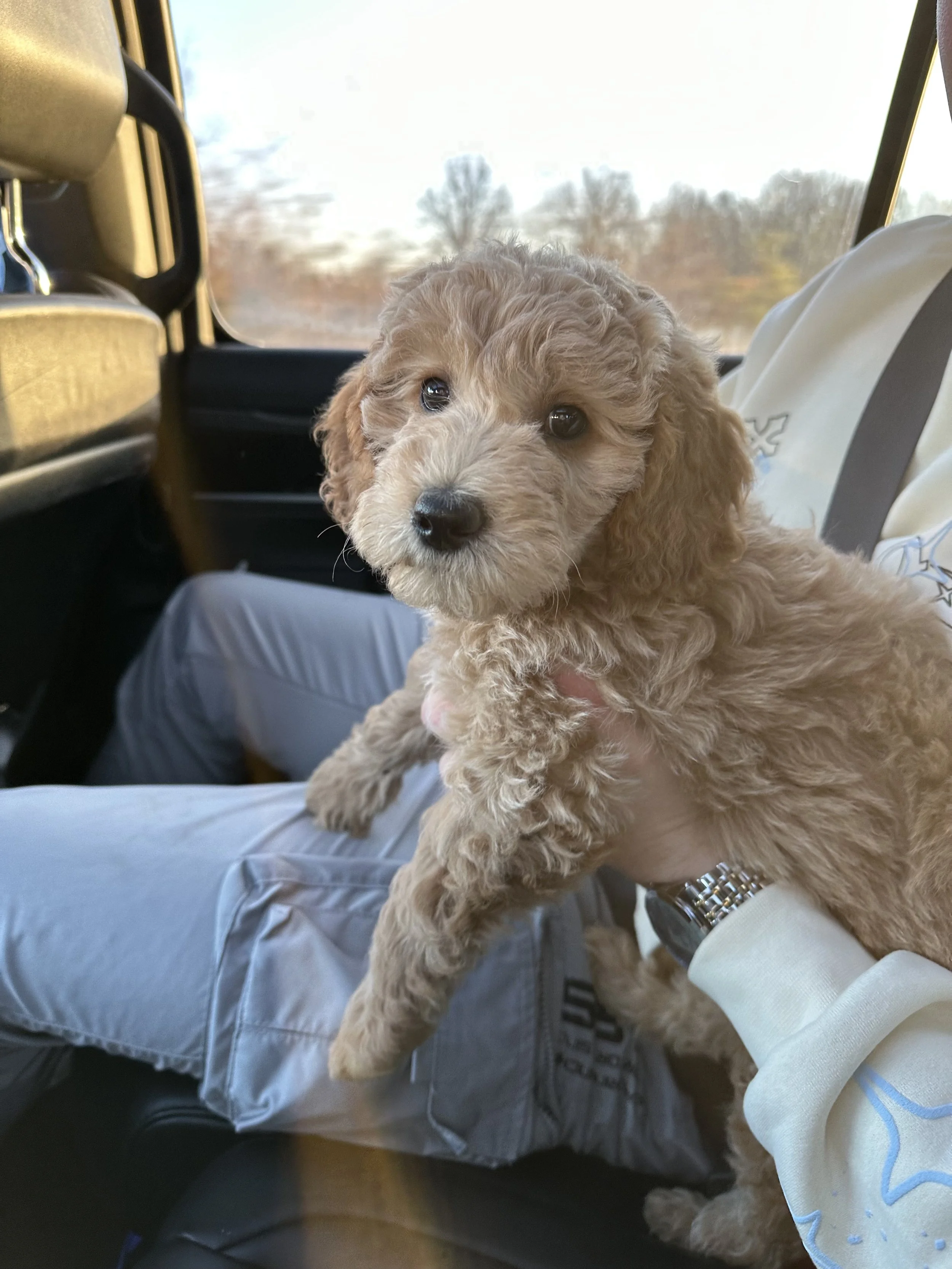 A boy holding a tan, curly-haired puppy on his lap inside a vehicle, with trees and sky visible through the window in the background.