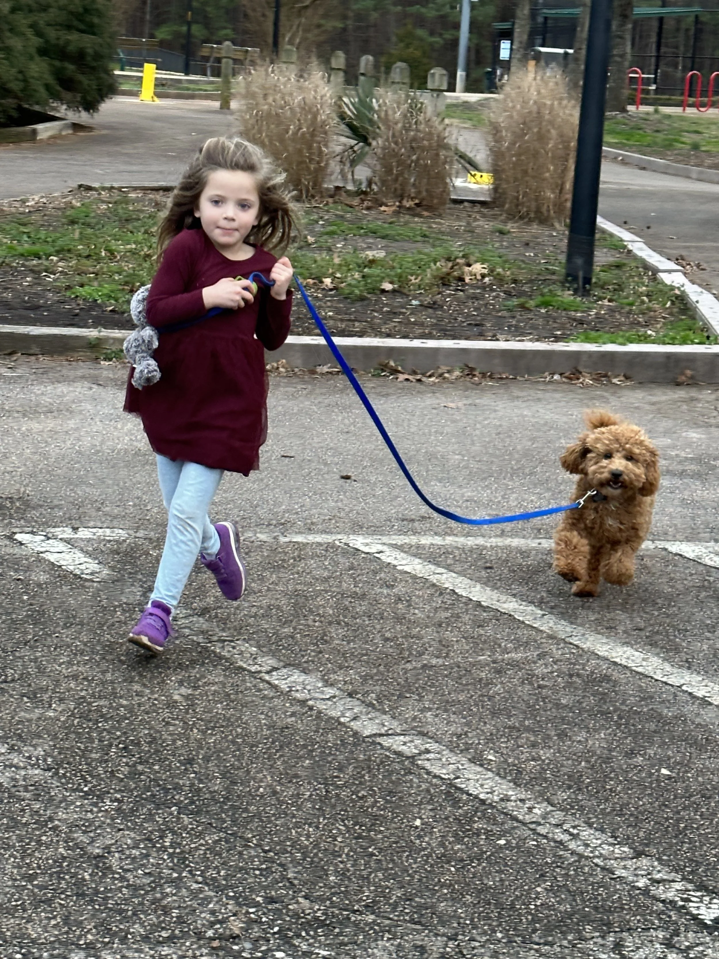A young girl with long hair, wearing a maroon coat, light-colored pants, and purple shoes, is walking a small curly-haired brown dog on a blue leash in a parking lot. There are plants, trees, and park equipment in the background.