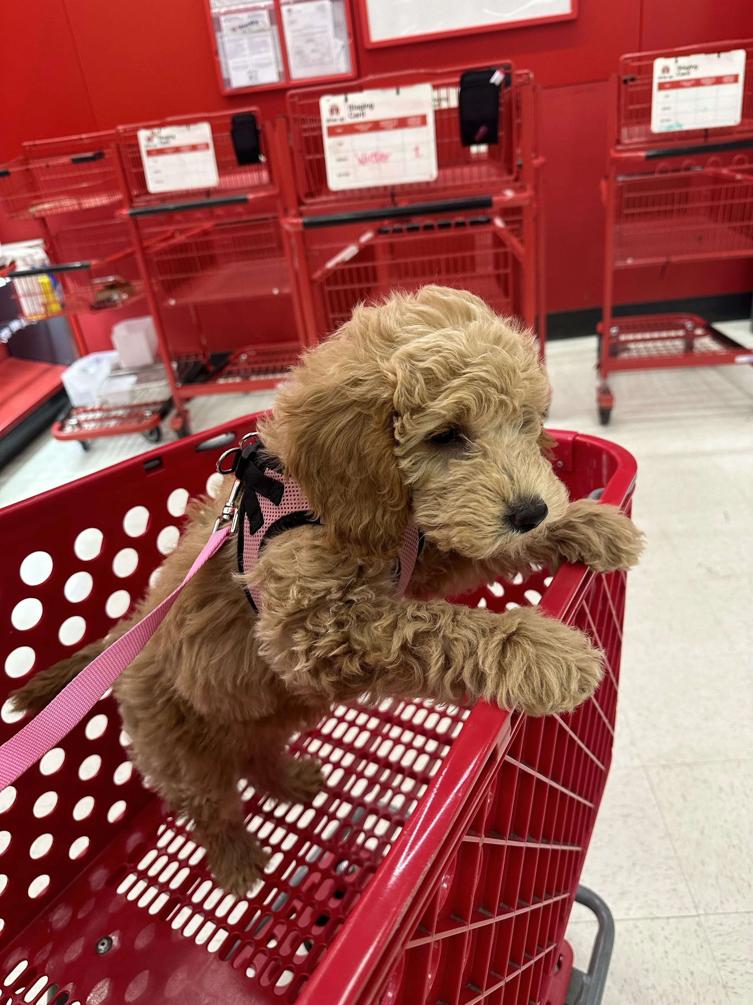 A fluffy brown puppy wearing a pink harness is sitting in a red shopping cart at a store, with empty red shopping carts stacked in the background.