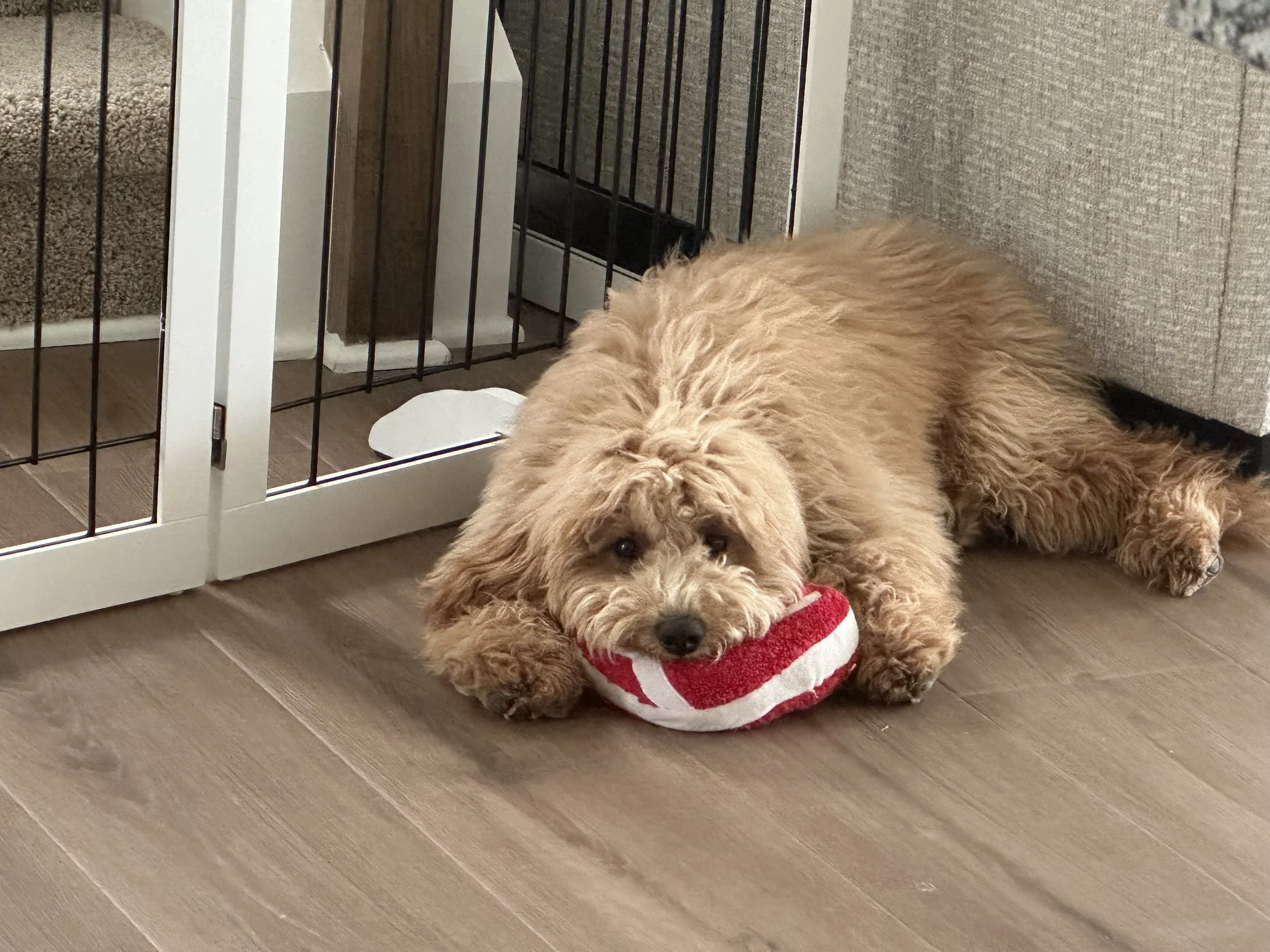 Golden retriever puppy lying on the floor inside a pet crate, resting its head on a small red and white striped blanket.