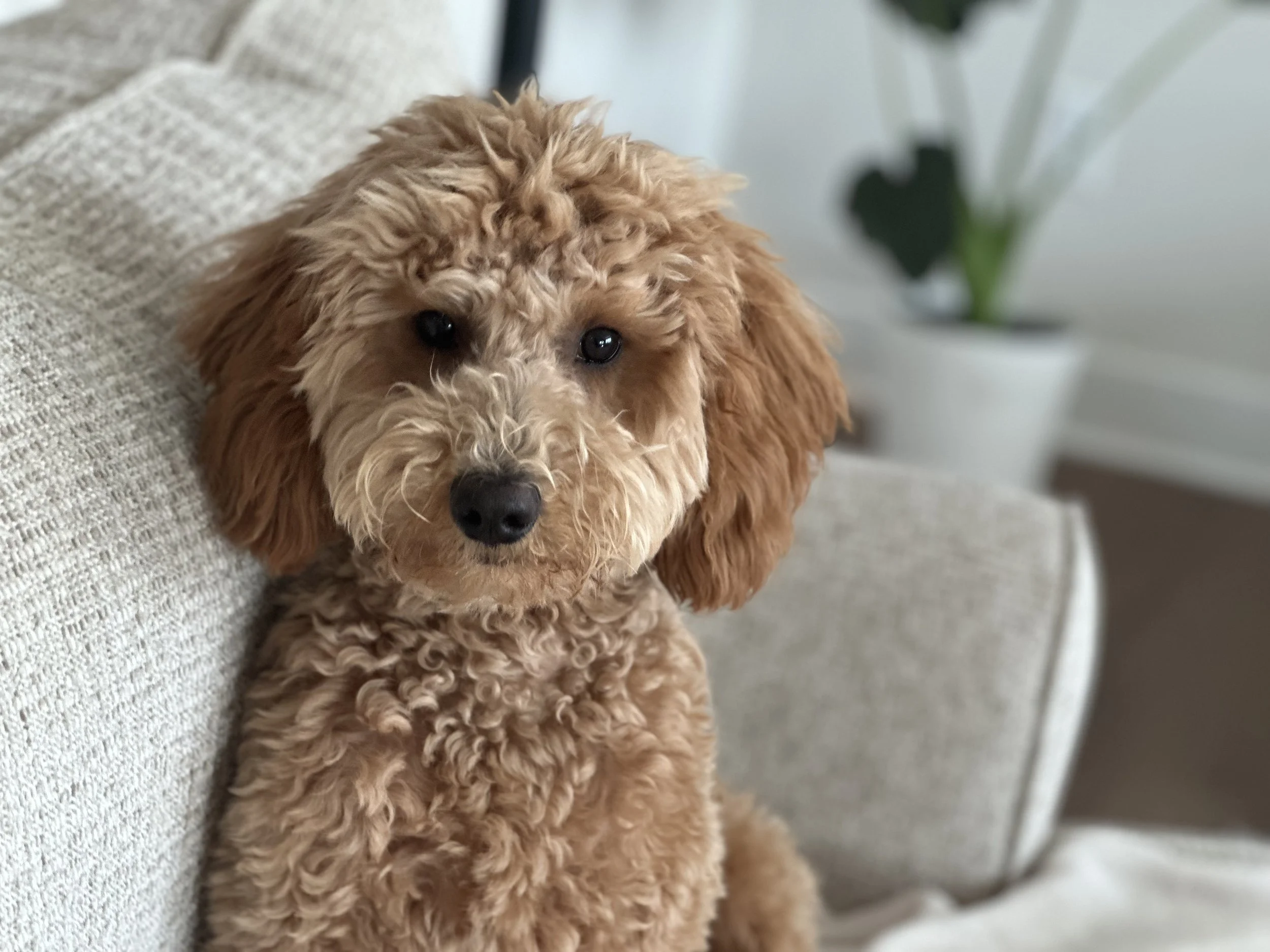 A fluffy, light brown puppy with curly fur sitting on a textured light-colored couch with a blurred houseplant in the background.