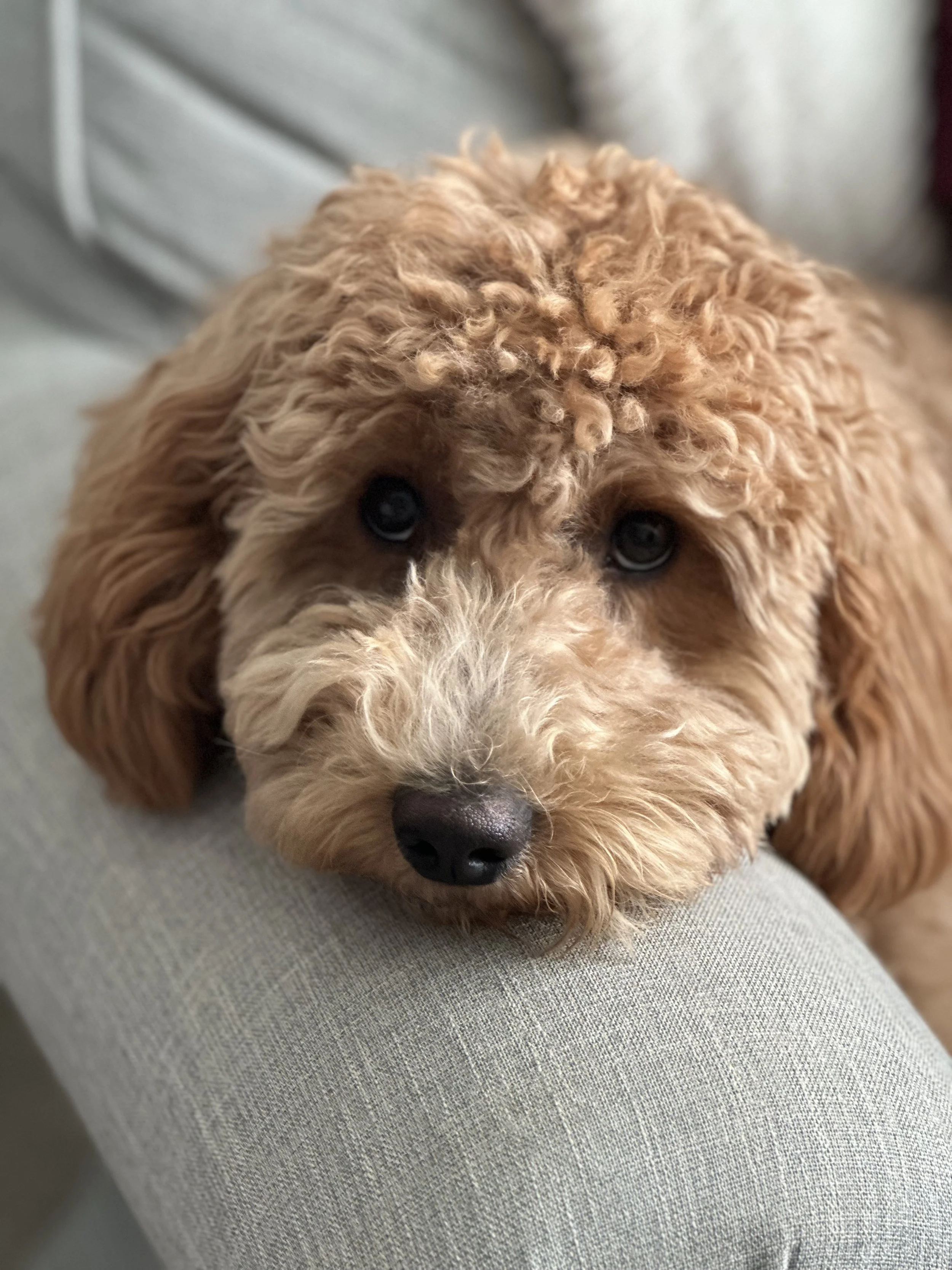 Close-up of a curly-haired puppy with dark eyes resting its head on a light-colored cushion.