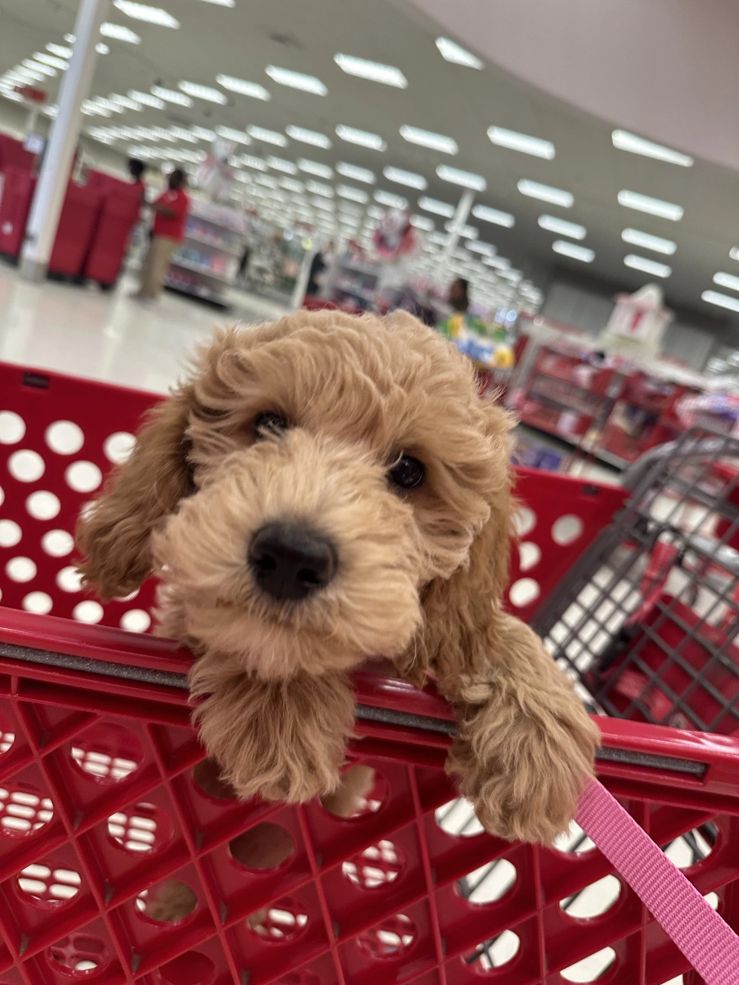 Close-up of a cute, light brown puppy with curly fur sitting in a red shopping basket at a store, with blurred store shelves and shoppers in the background.