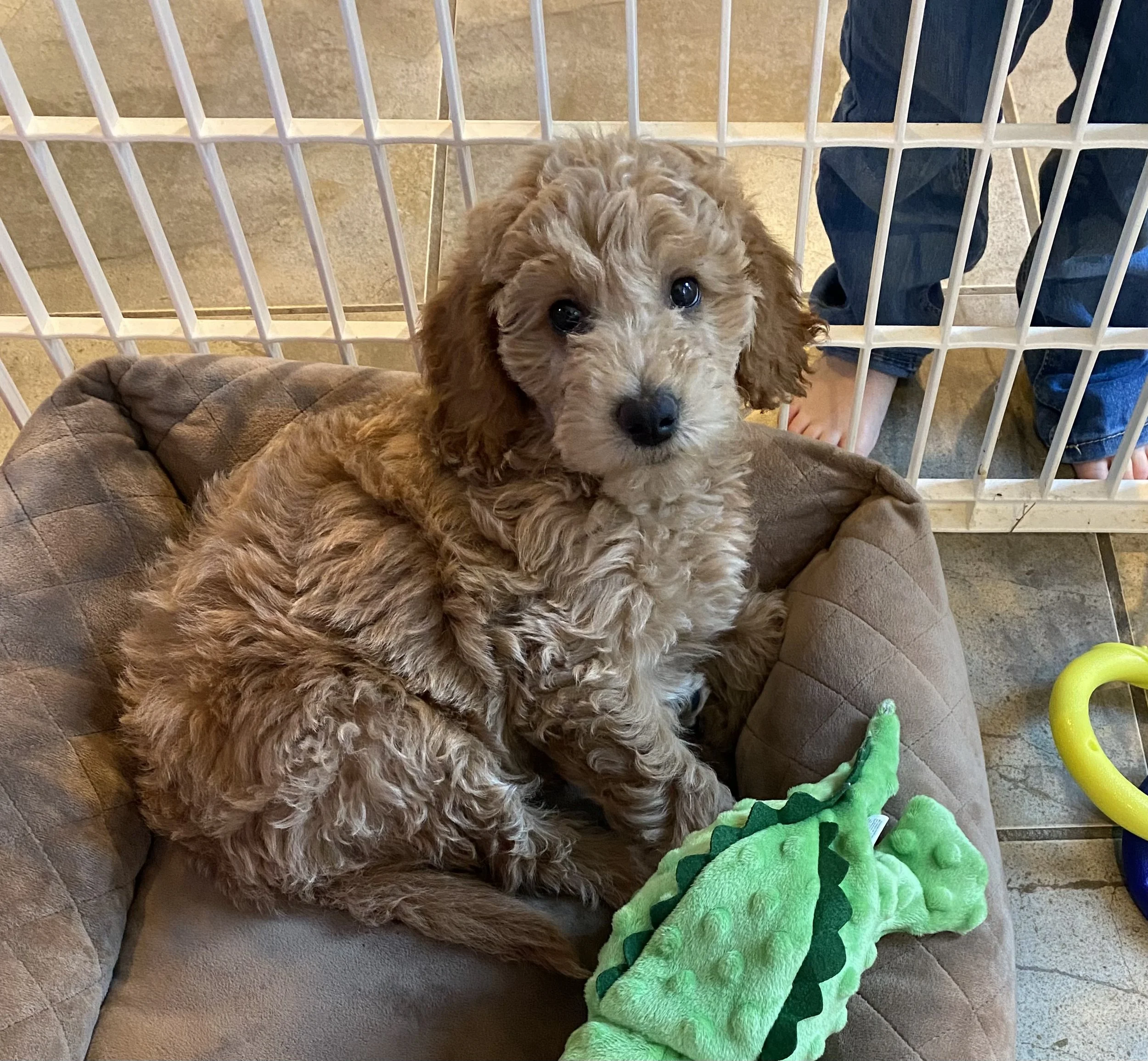 A puppies lying on a brown dog bed inside a white wire crate, with some green plush toys on the corner of the bed.