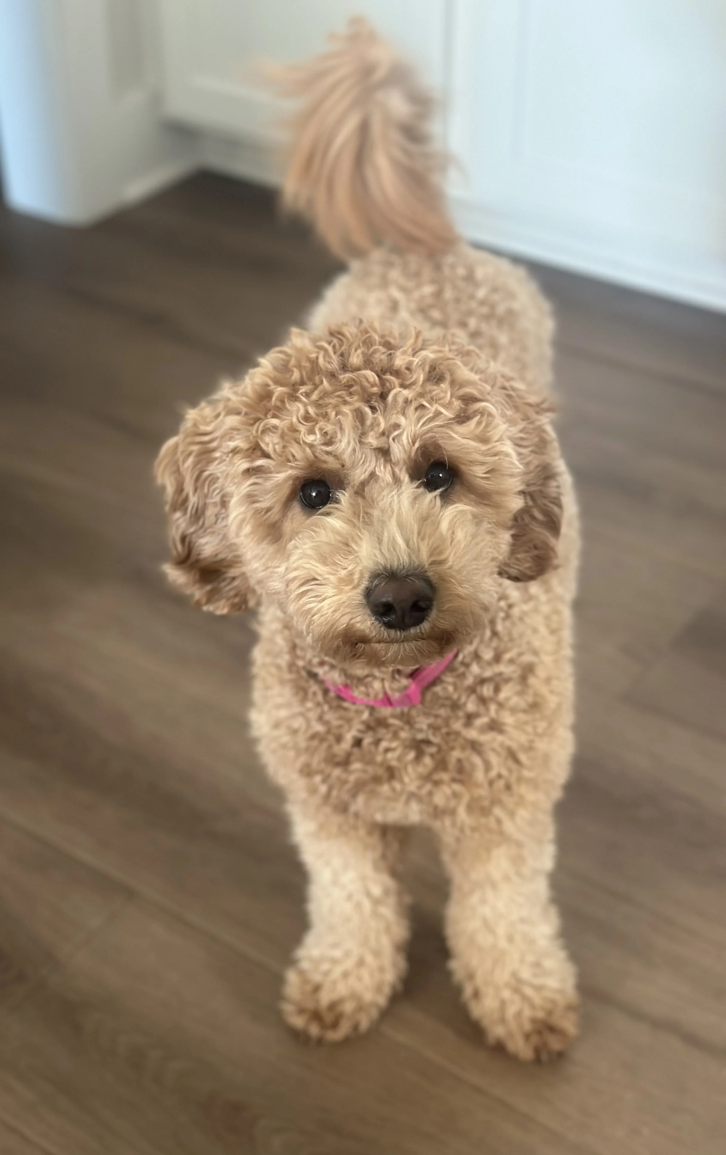 A cute, tan, curly-haired dog with a pink collar looking directly at the camera inside a home.