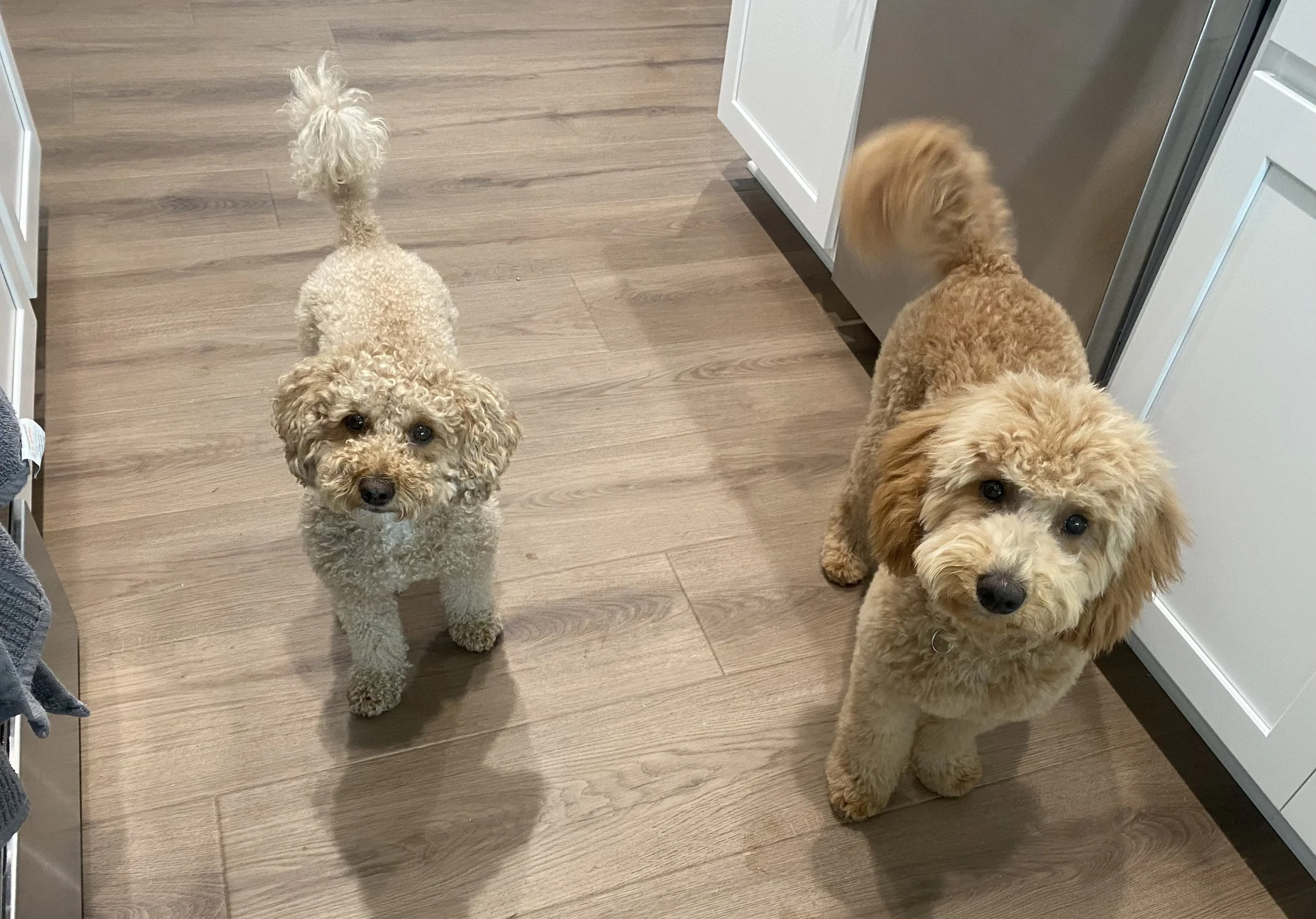 Four dogs, two curly cream-colored poodles and two golden retrievers, standing on a wooden floor in a kitchen, looking at the camera.