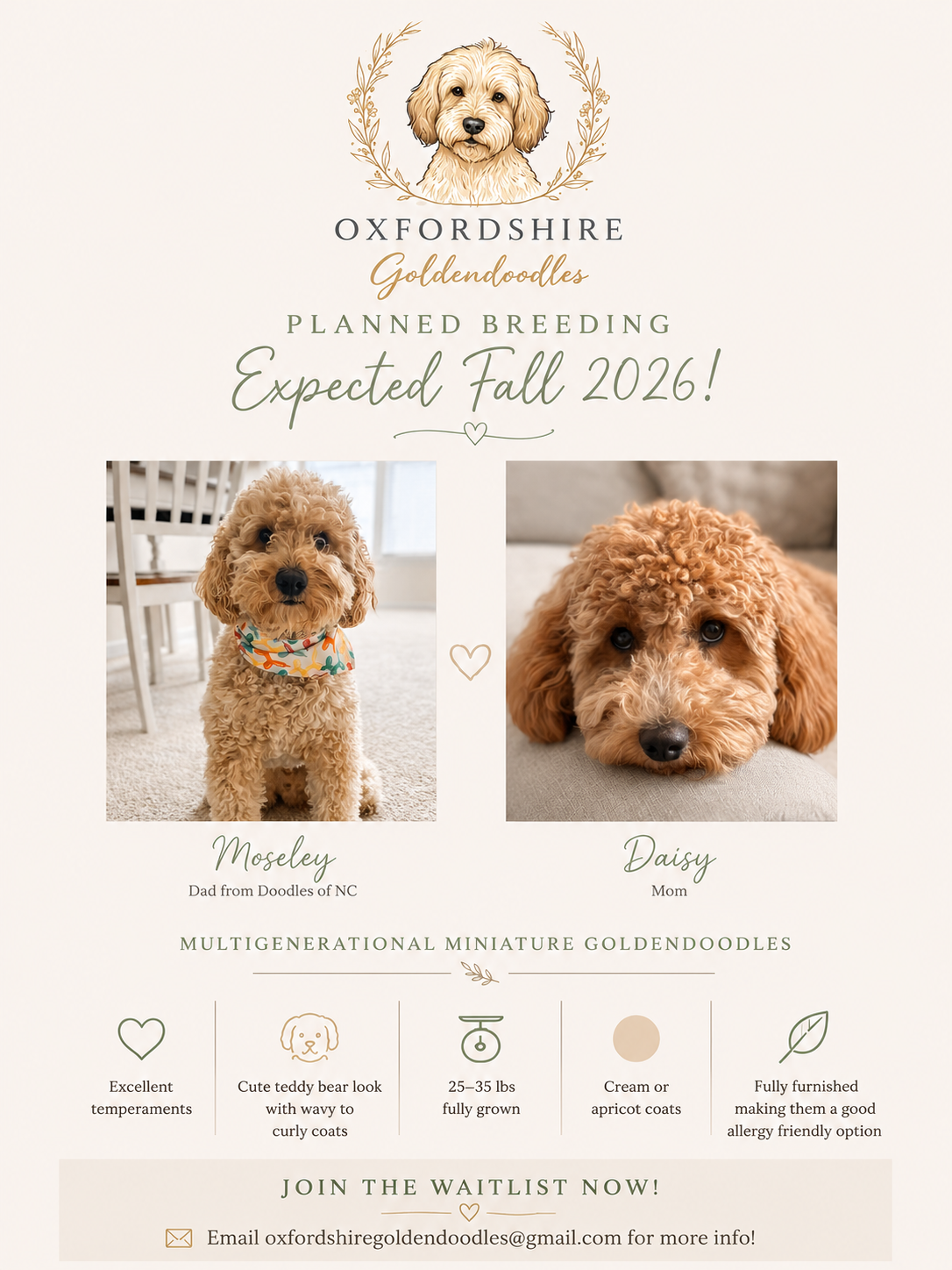 Announcement poster for Oxfordshire Goldendoodles, announcing planned breeding expected fall 2026, featuring photos of two adorable Goldendoodles named Moseley and Daisy, with details about their temperament, weight, coat, and allergy friendliness, and contact information for the waitlist.
