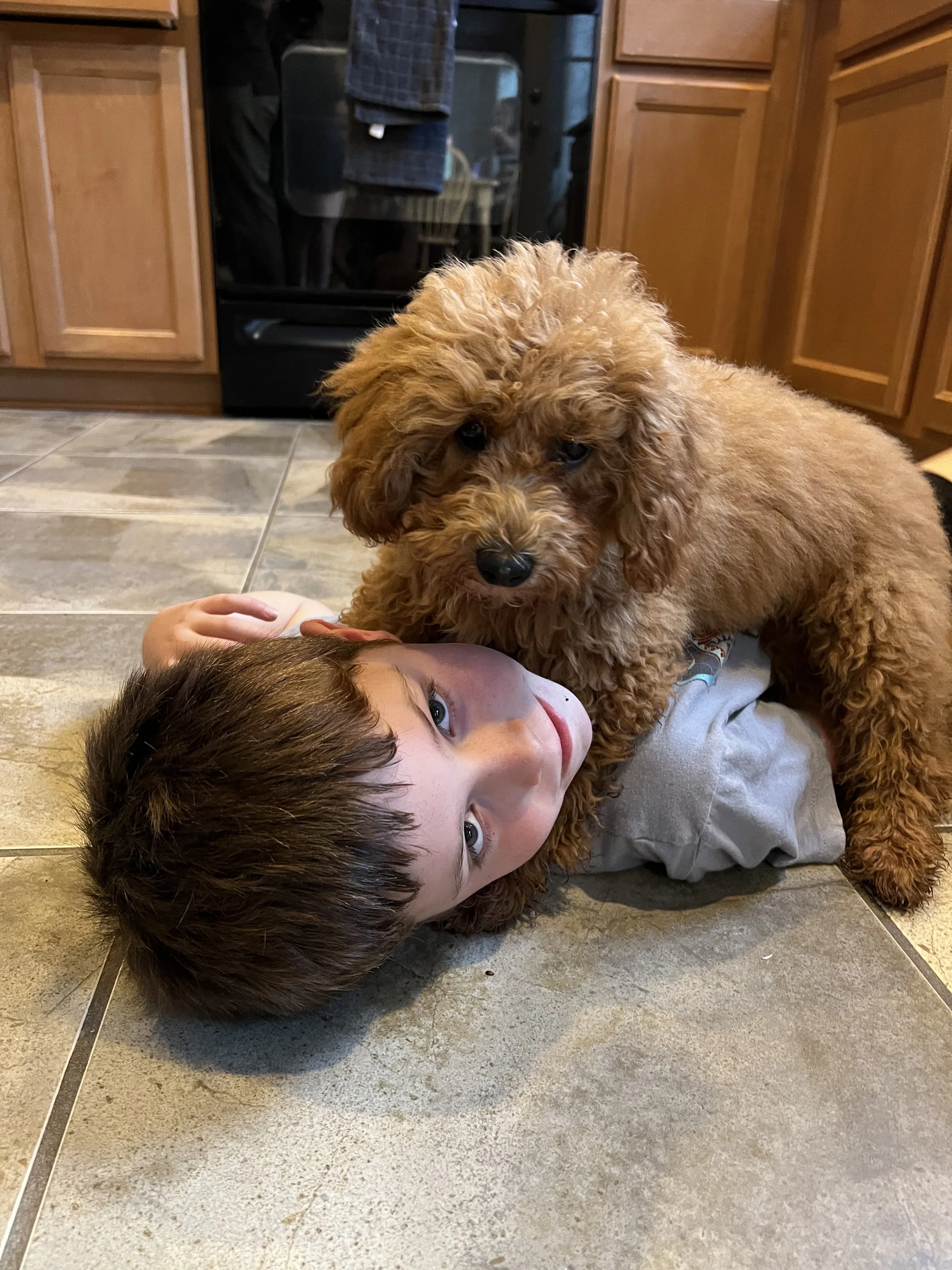 A young boy lying on the kitchen floor with a fluffy brown poodle puppy on top of him. The boy has brown hair and light skin, and is looking up. The kitchen has wooden cabinets and tiled flooring.