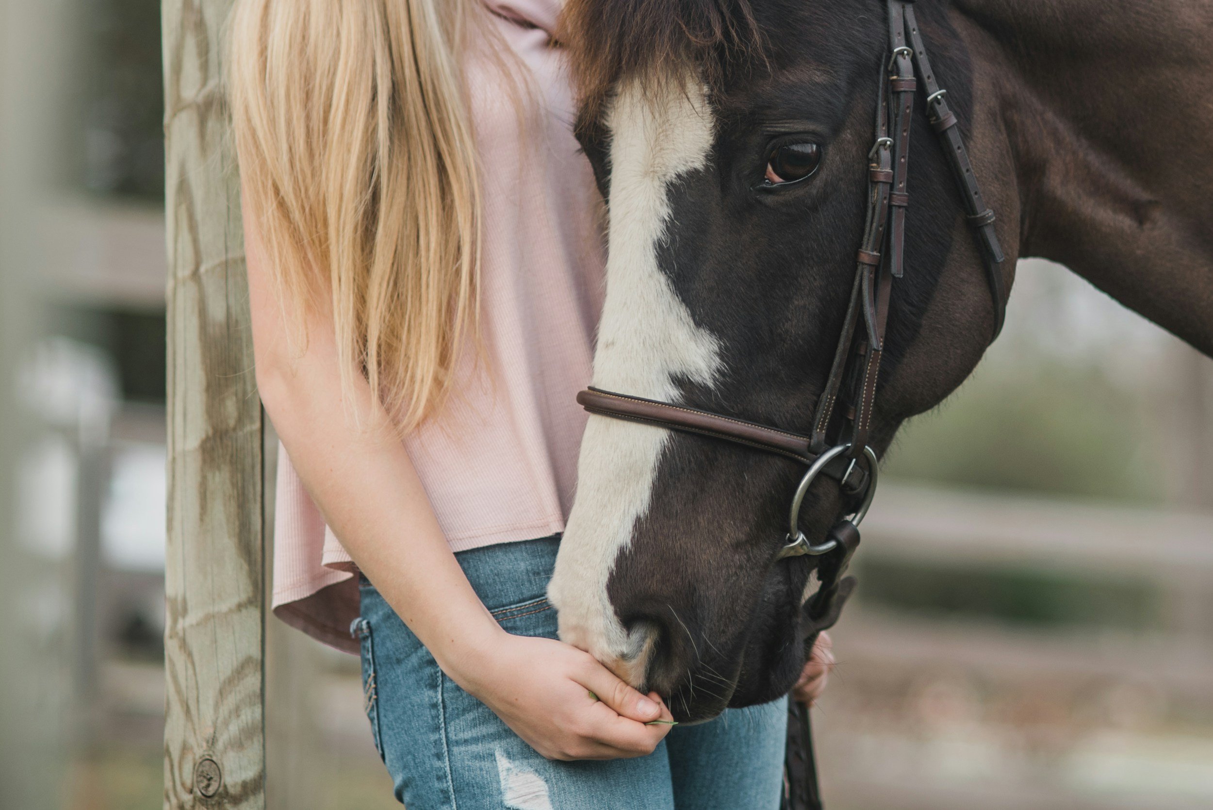 Une personne en jean et t-shirt rose tenant la patte d'un cheval noir avec une tache blanche sur le visage, dans une écurie