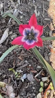 IMG_3678.jpeg