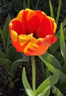 IMG_3655.jpeg