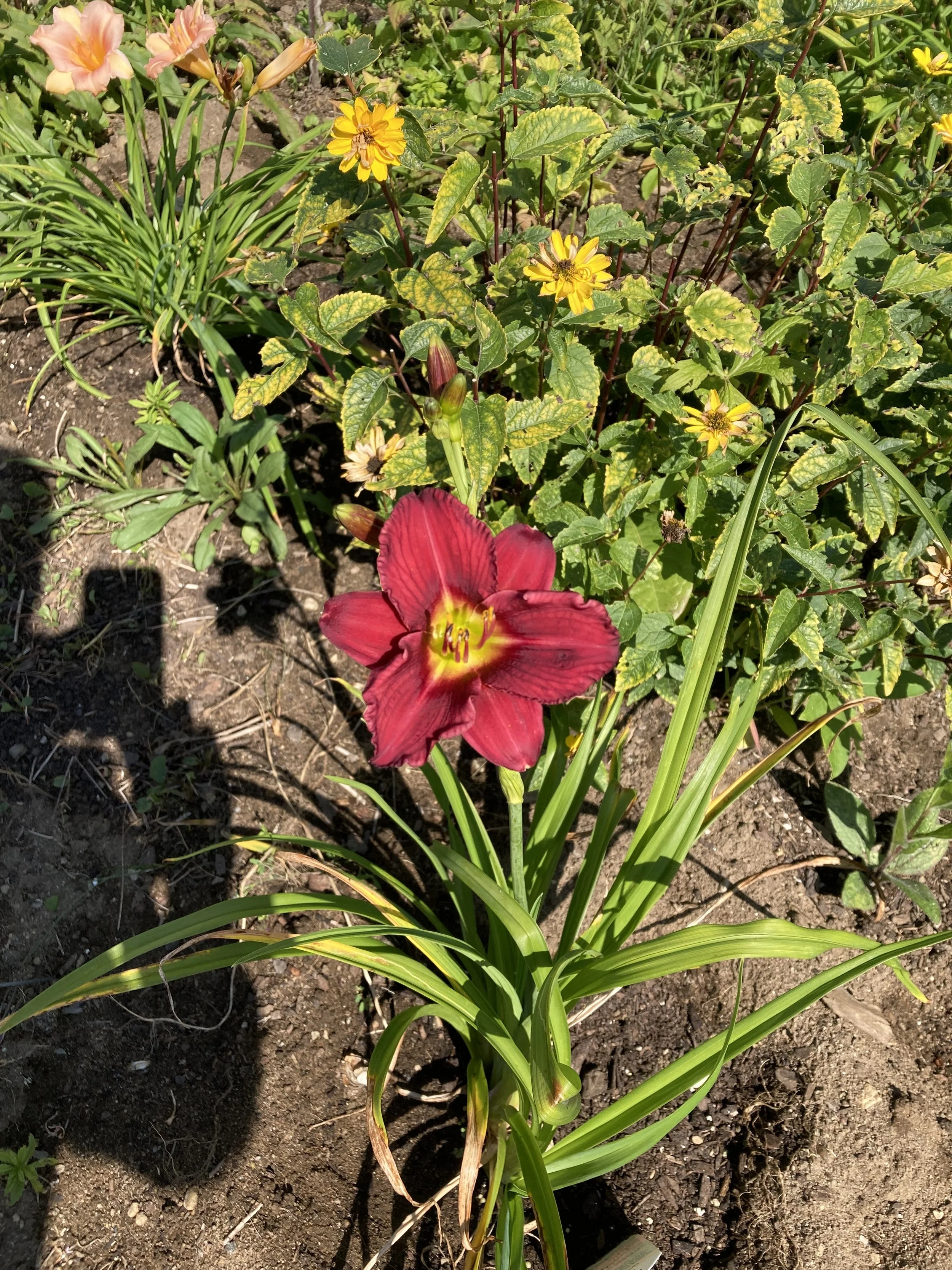 IMG_6529.jpeg